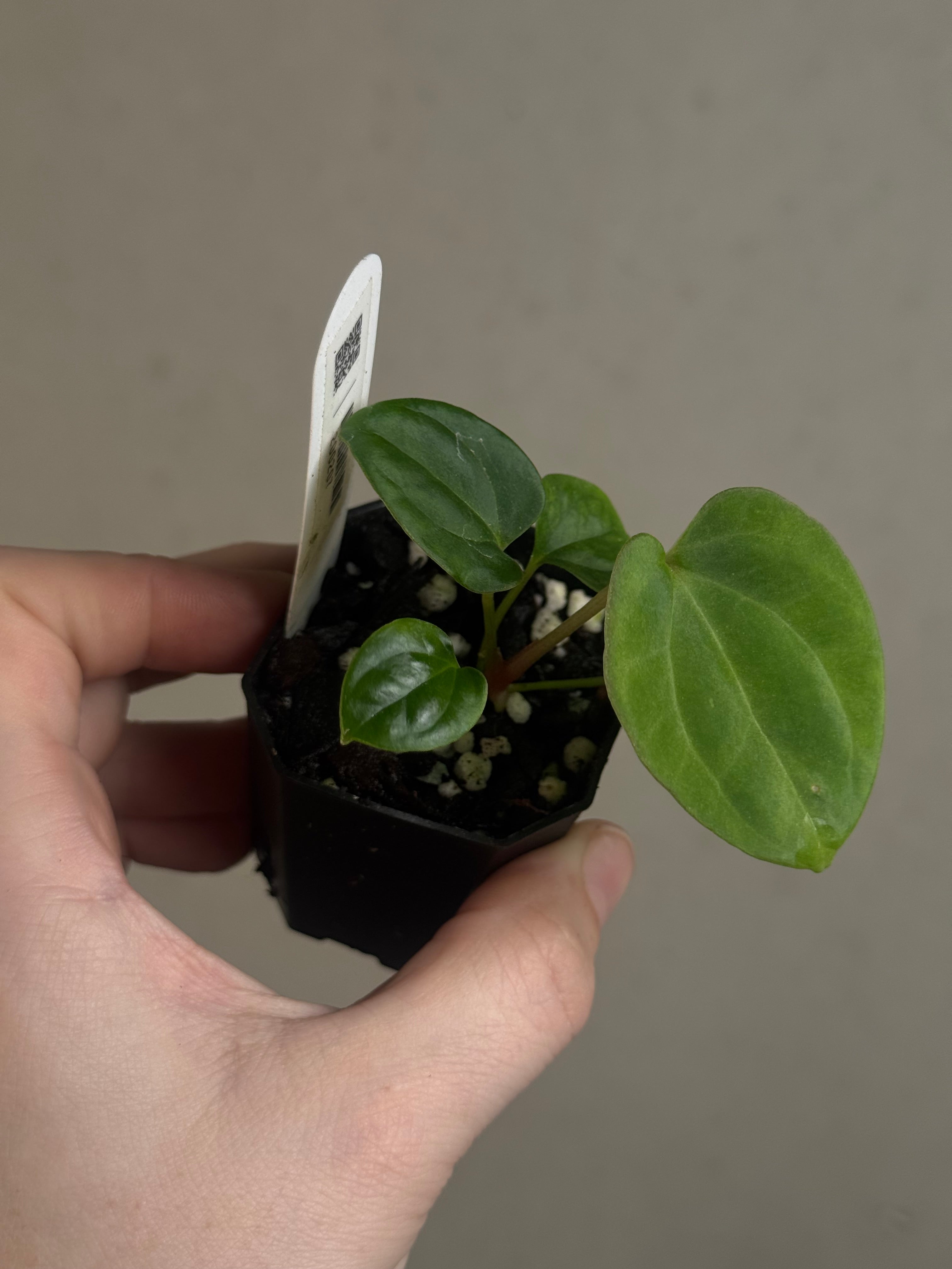Anthurium BVEP (WU1 x 'Oliver') x 'Supernova'
