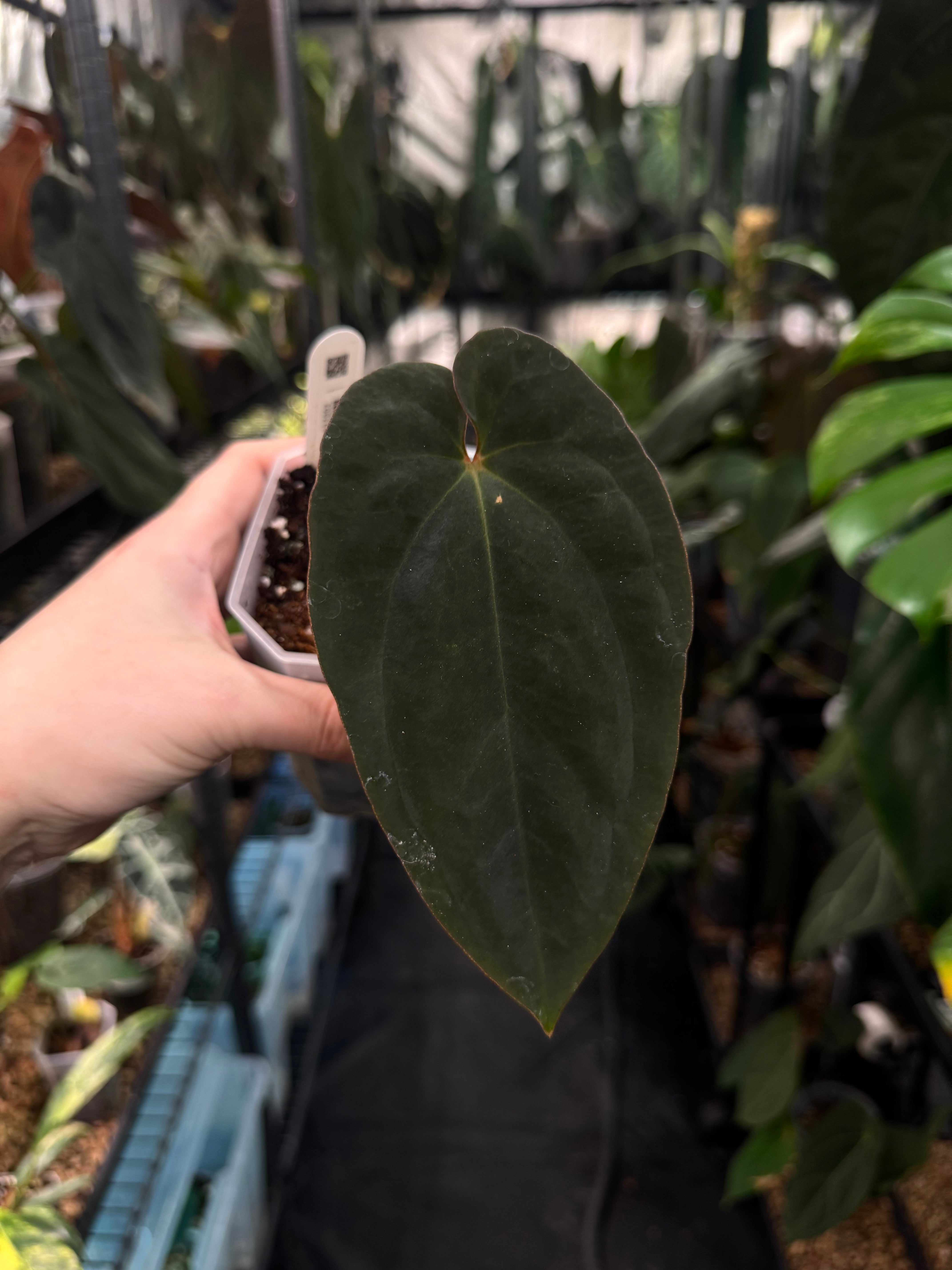 Anthurium Antolakii / BVEP Round x Felix
