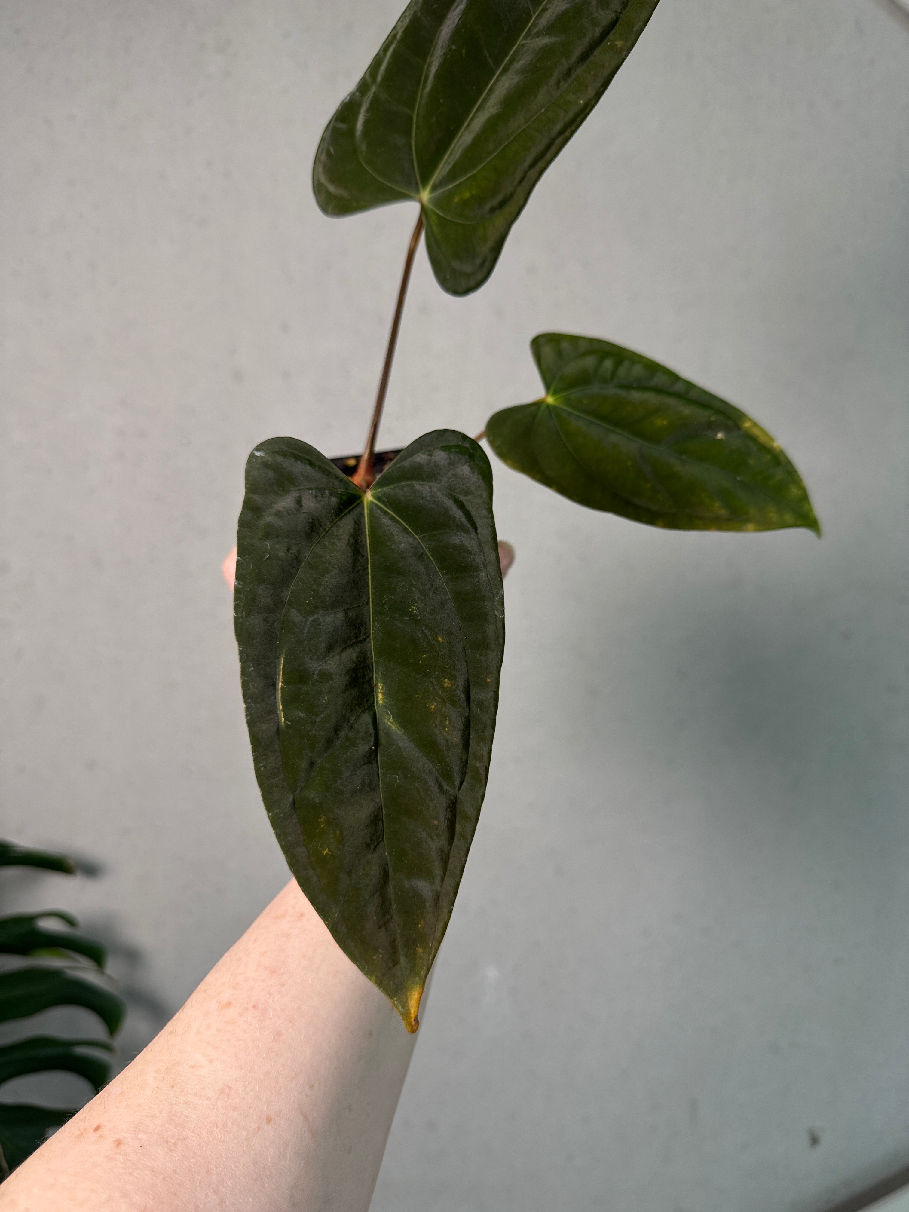 Anthurium Papillilaminum 'Marie' x FSxRL 'Grim Reaper'