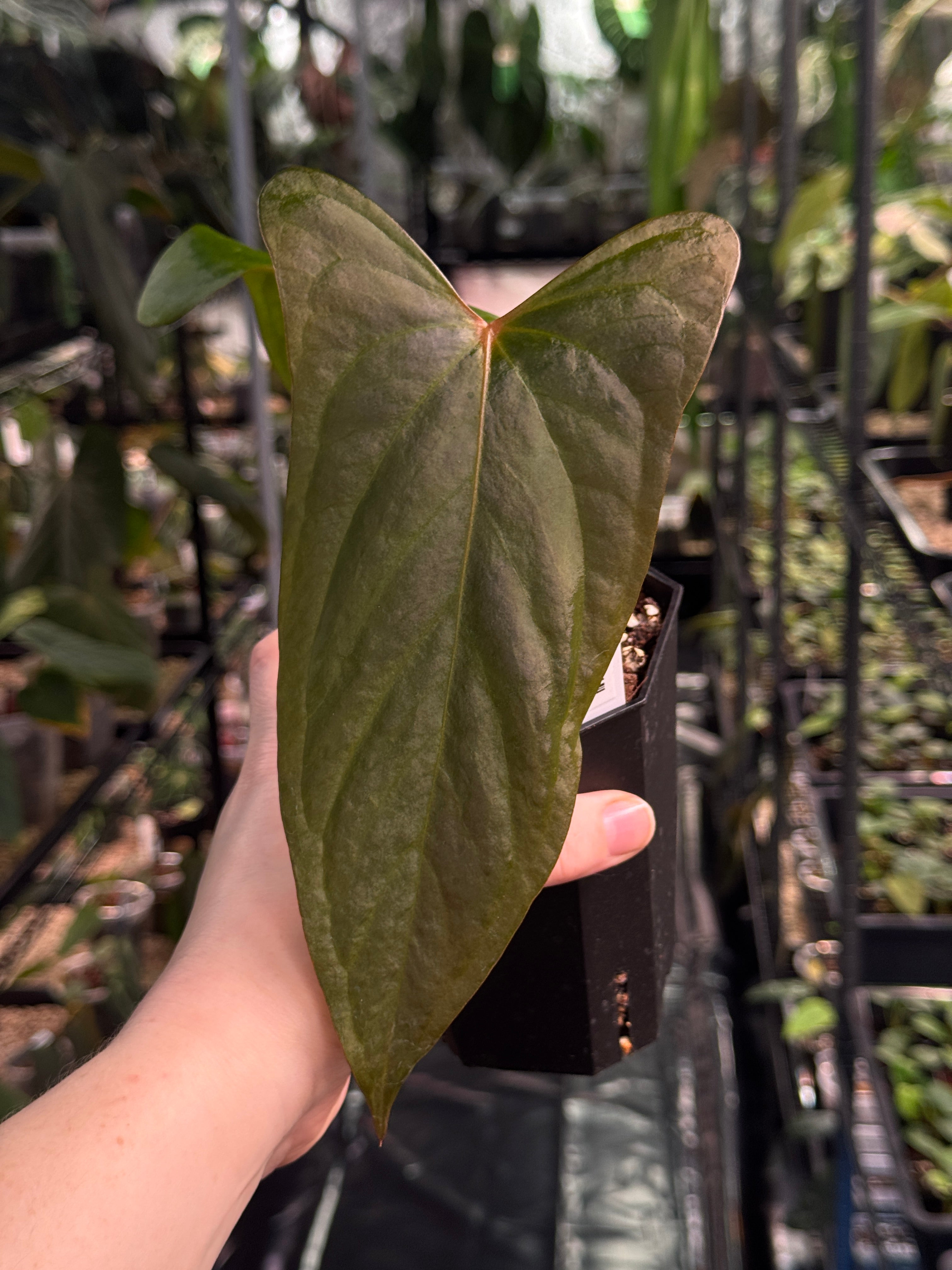 Anthurium Papillilaminum Ree Gardens x sp Napo