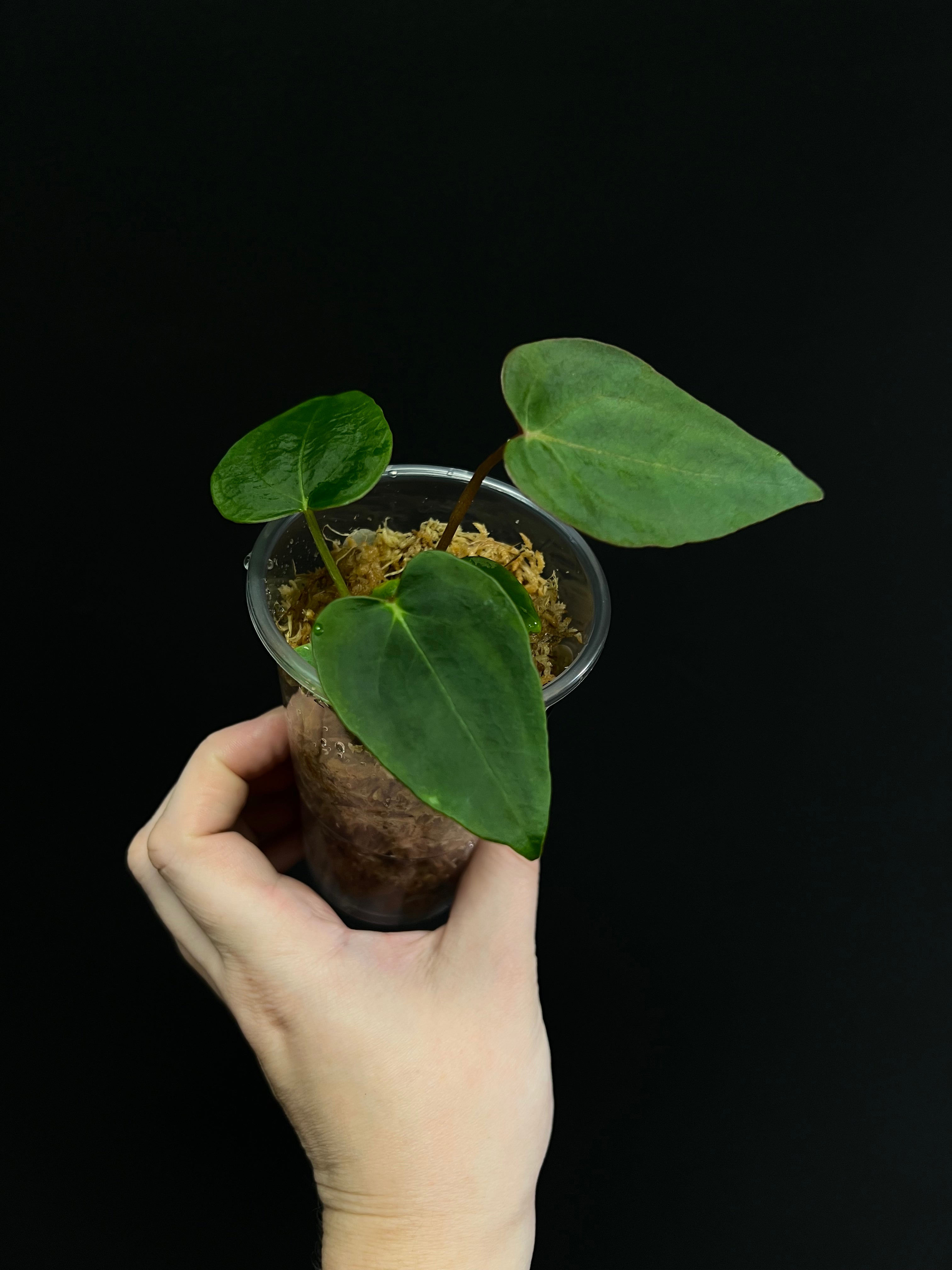 Anthurium Blue Papillilaminum