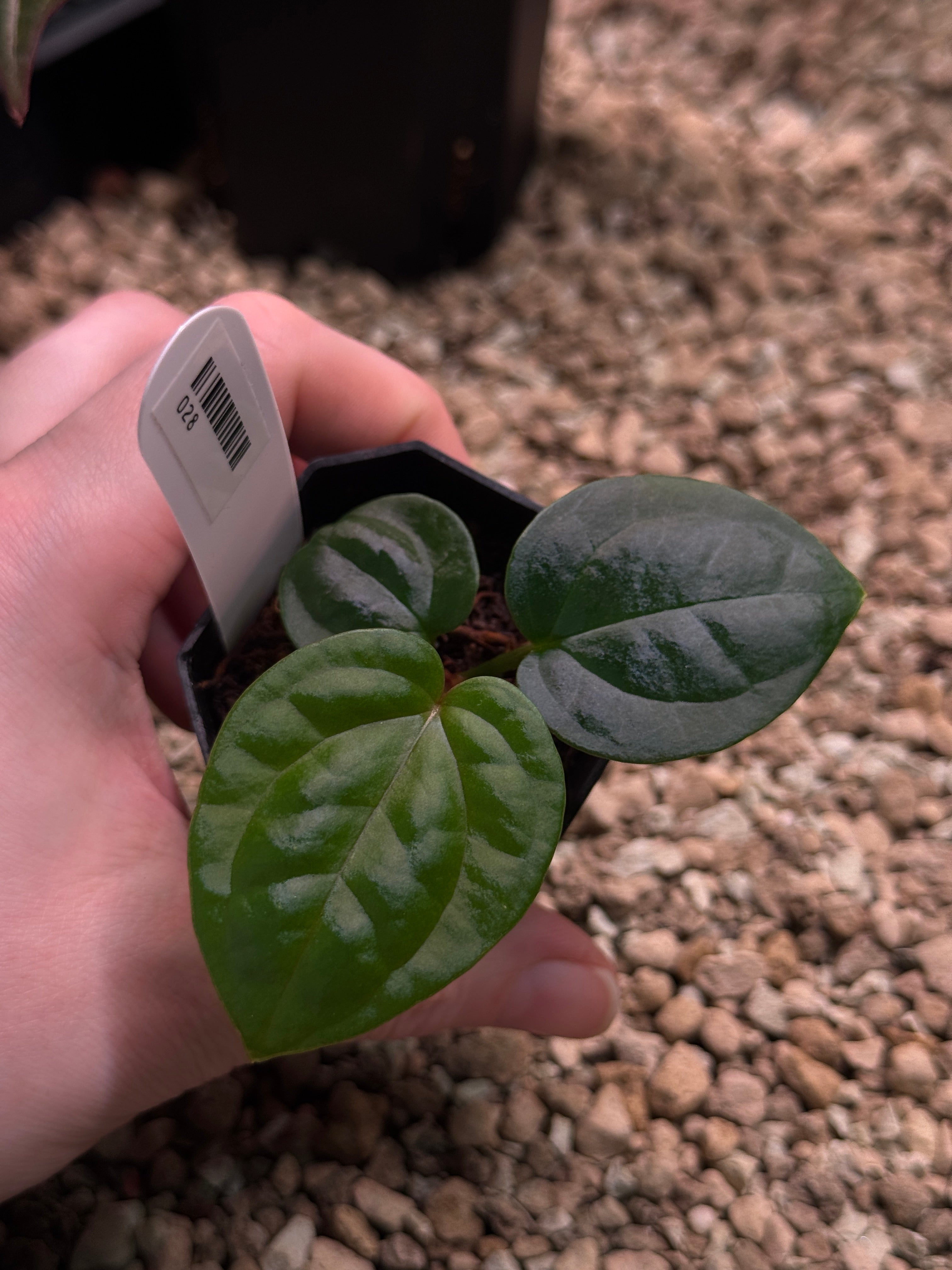 Anthurium Michelle x Luxurians