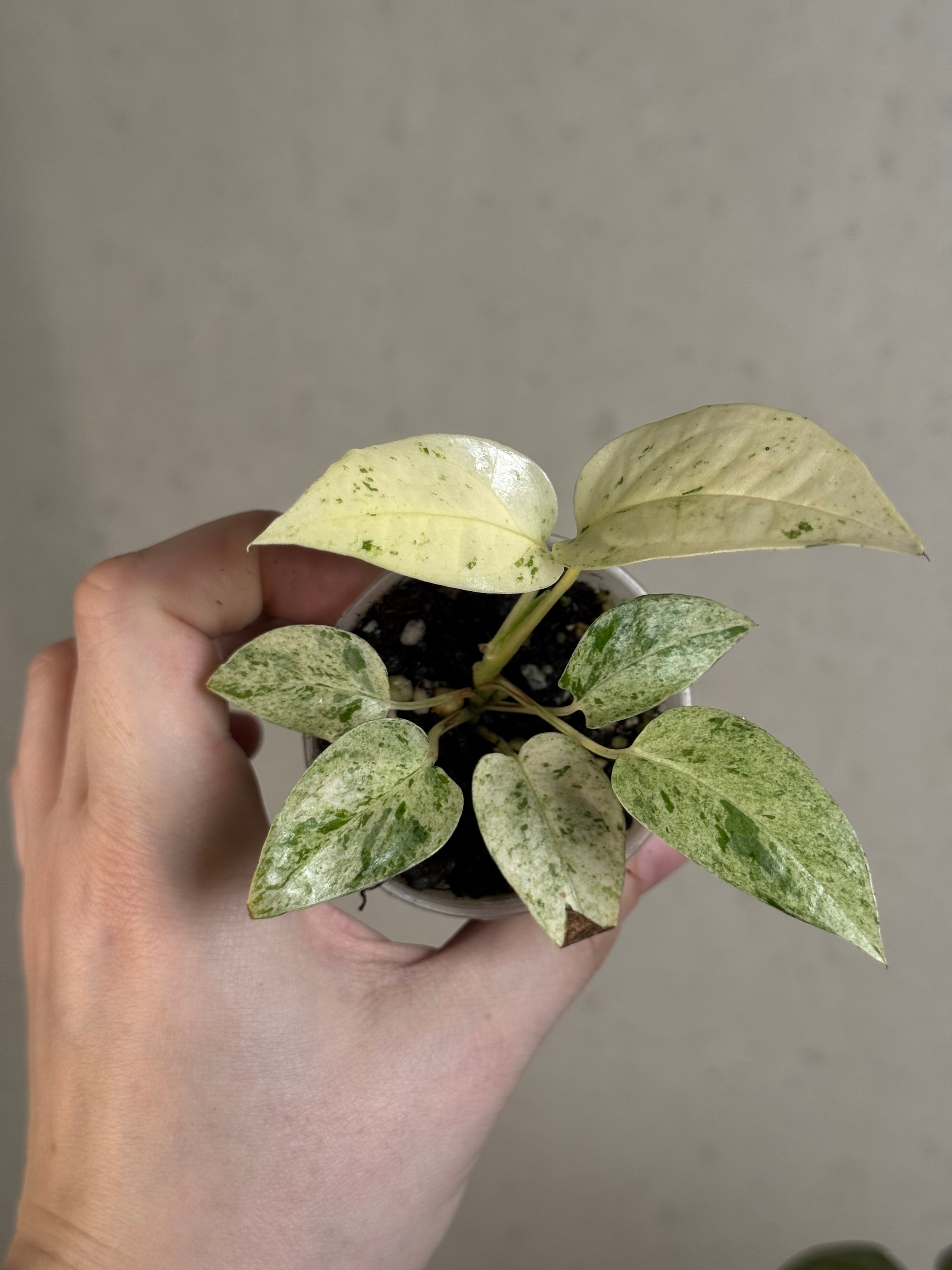 Epipremnum Cebu Blue variegata