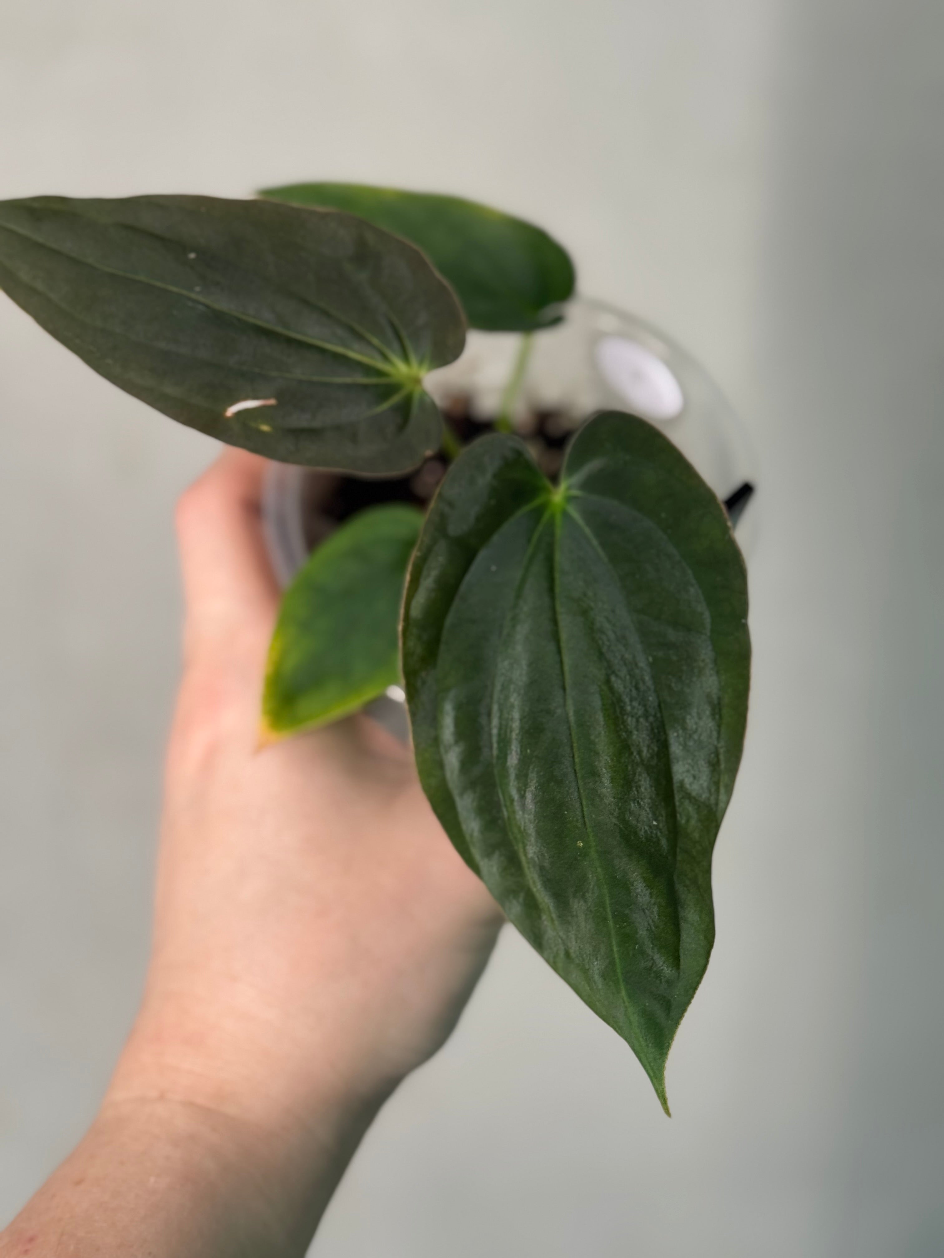 Anthurium Antolakii (BVEP) ‘Round’ x RA1 F2