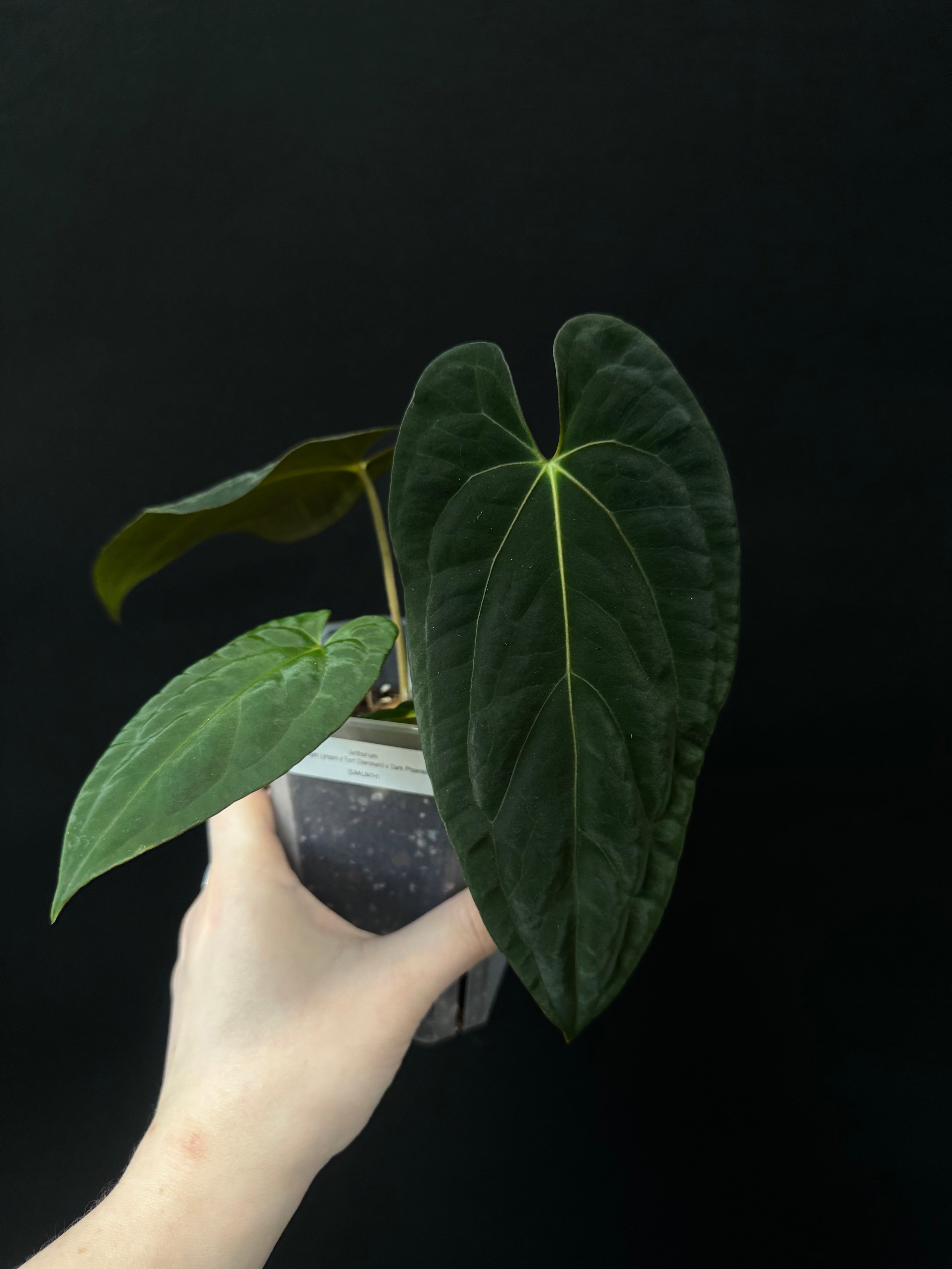 Anthurium RLxFS x Dark Phoenix