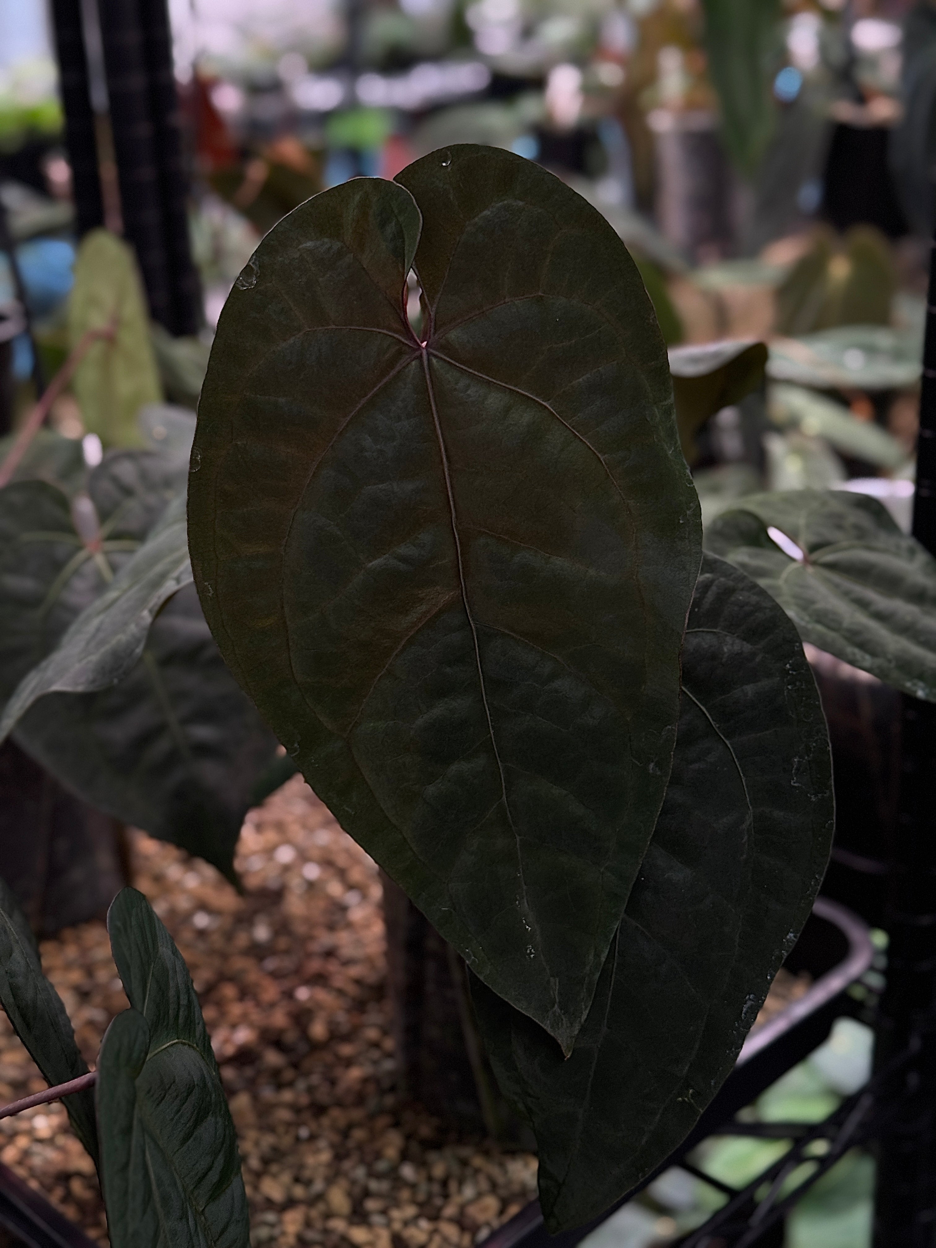 NFS: Anthurium Ace of Spades Dark Form F1 (SKG)