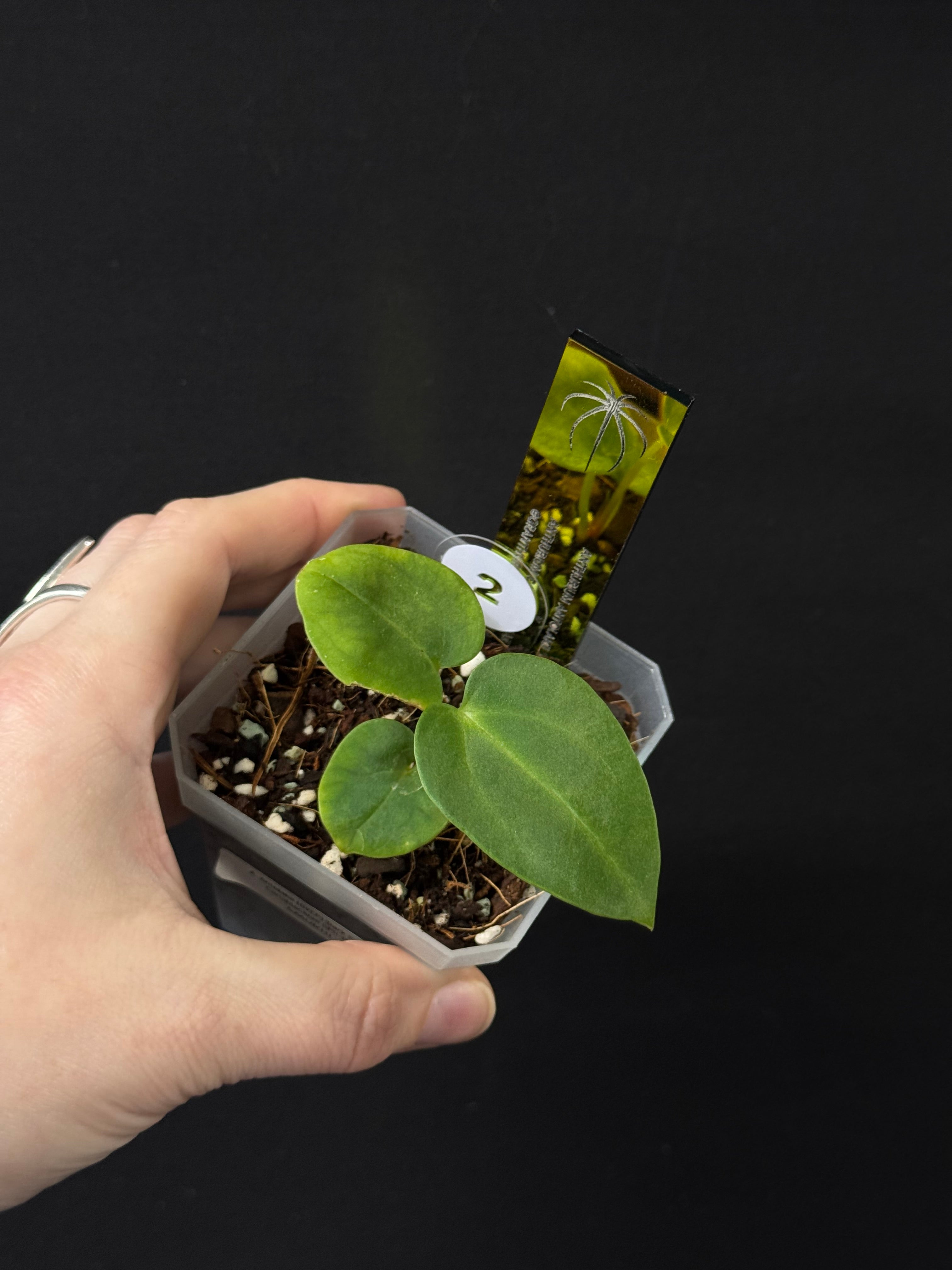 Anthurium Antolakii (BVEP) 'Dark Star' x Carlablackiae GPH-001