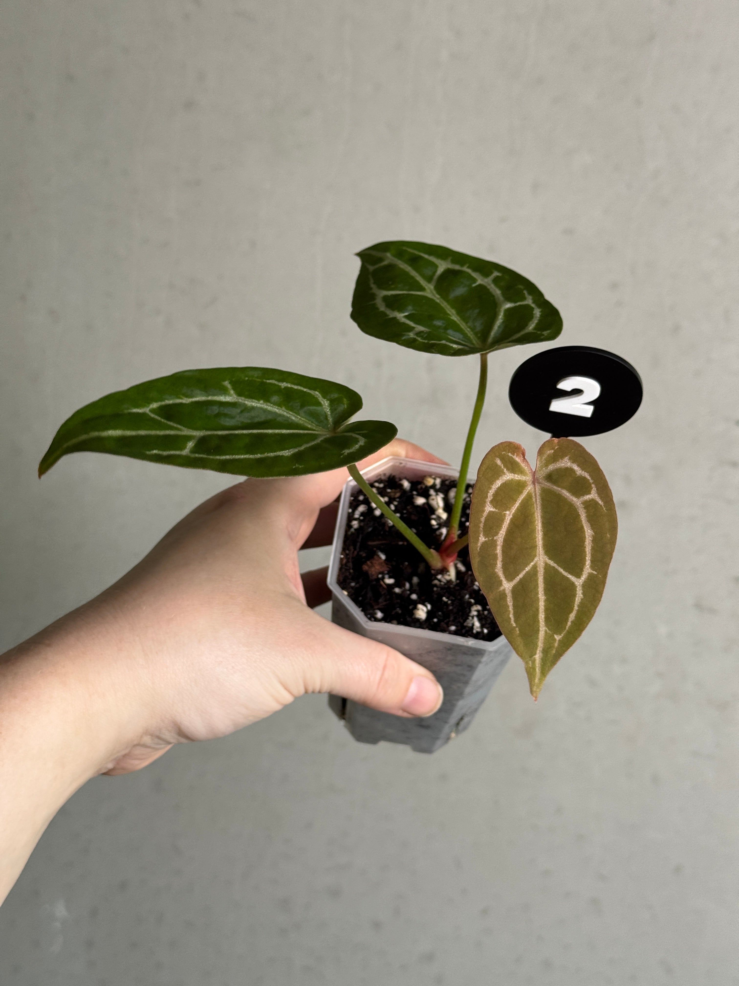 Healthy Anthurium Michelle x Forgetii plant with vibrant green leaves, grown by Jordy’s Aroids, shown in a close-up image.