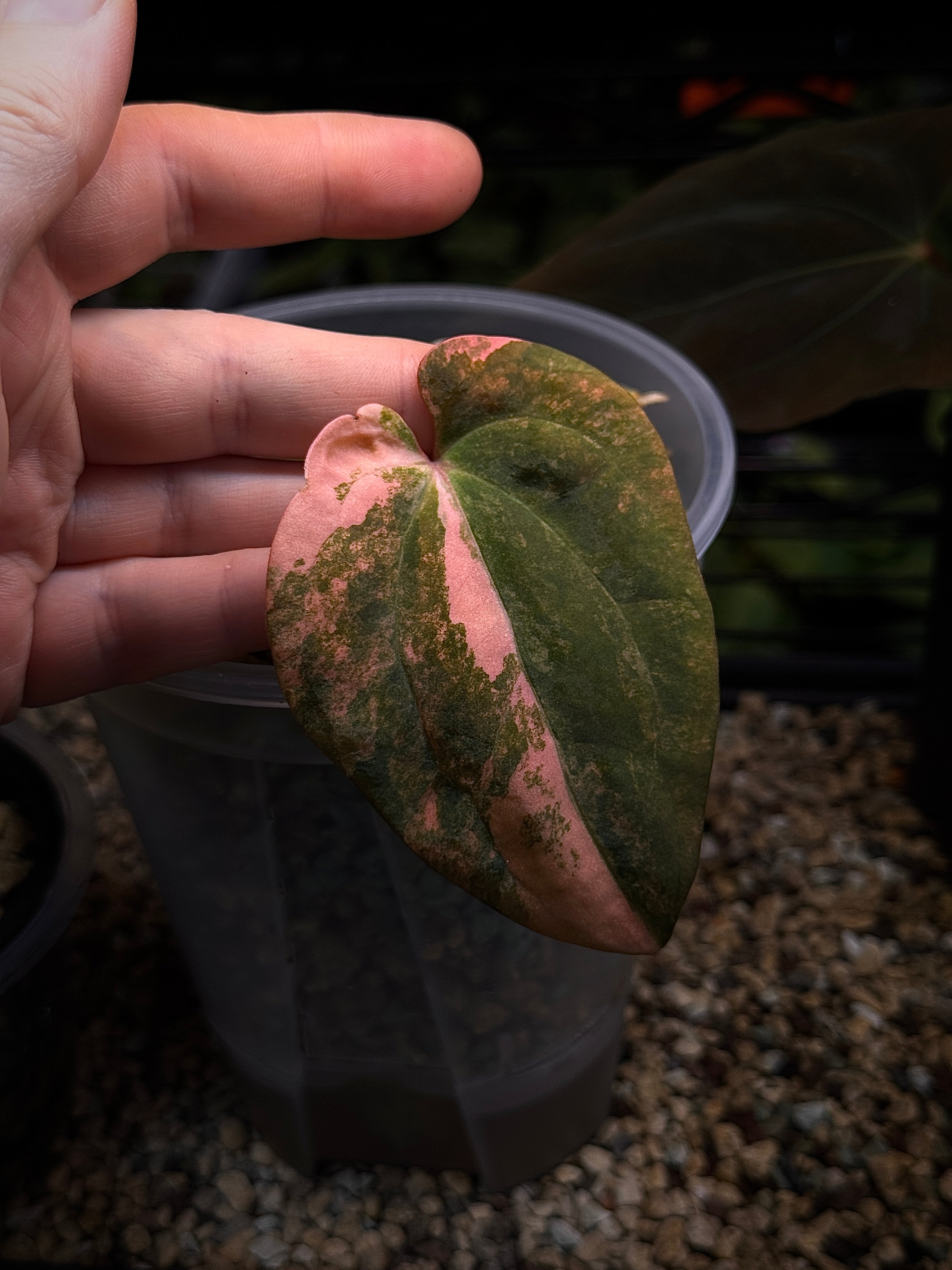 NFS: Anthurium Papillilaminum Variegata x BVEP (Tezula)