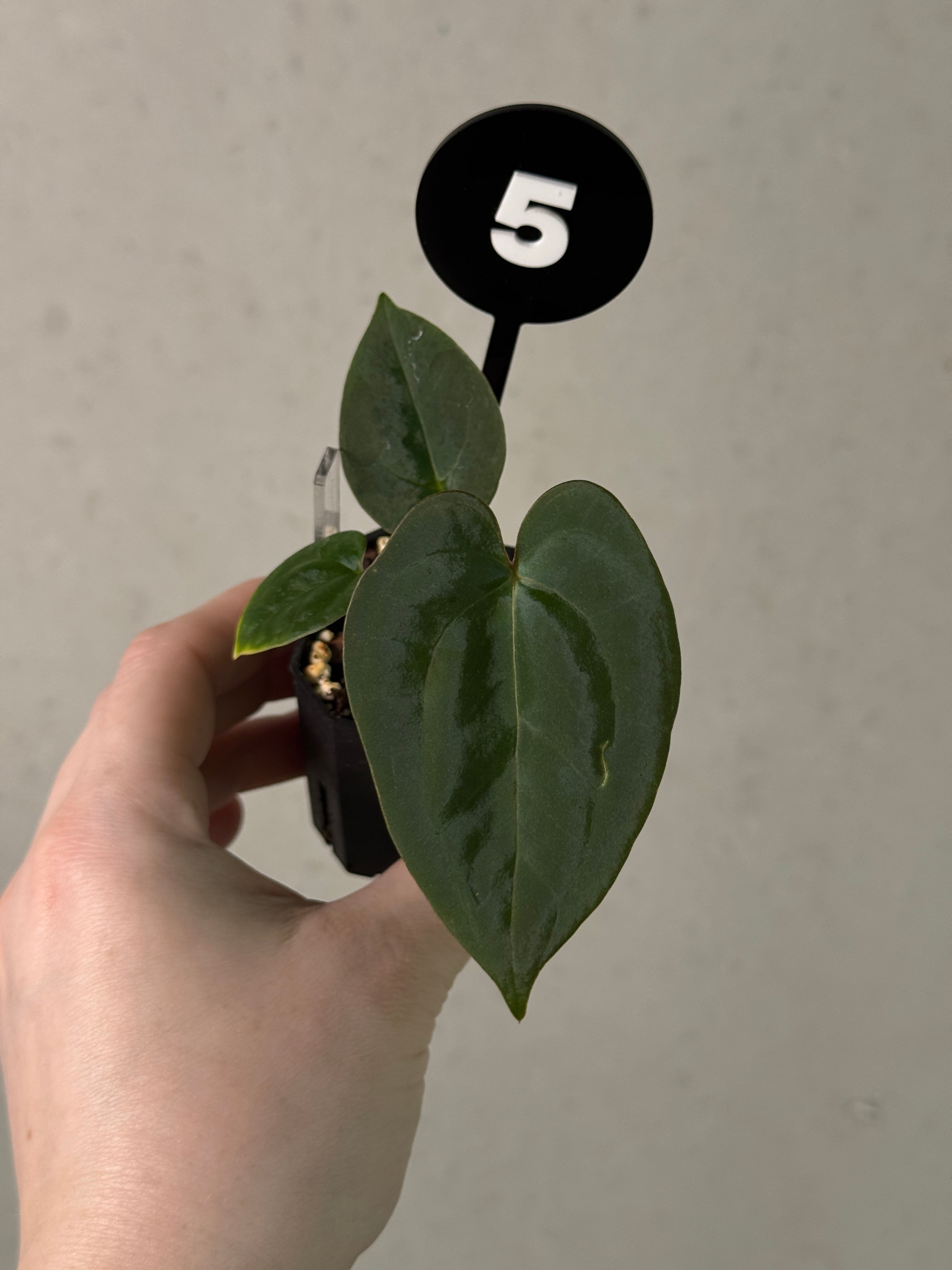 Anthurium Fort Sherman x open