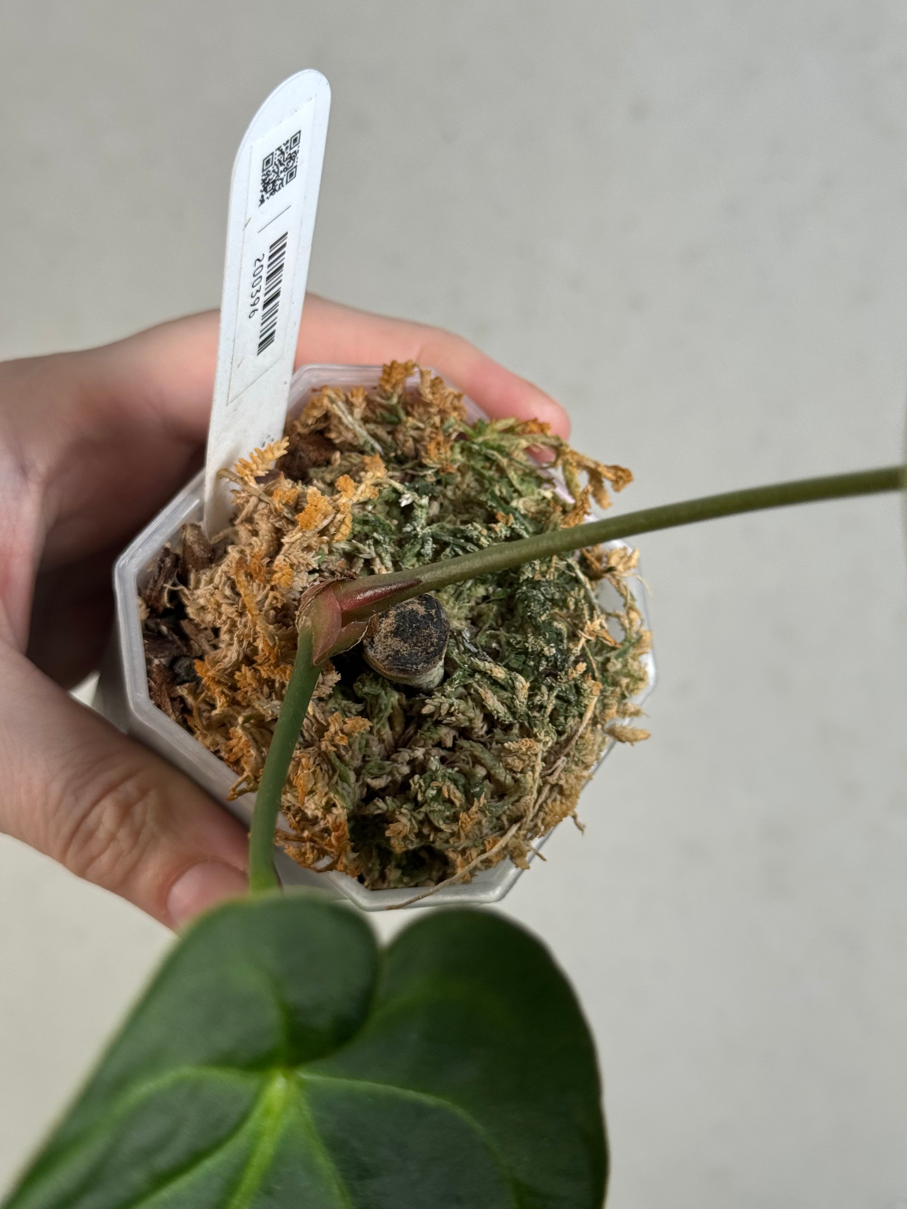 Anthurium Forgetii x (hybrid)
