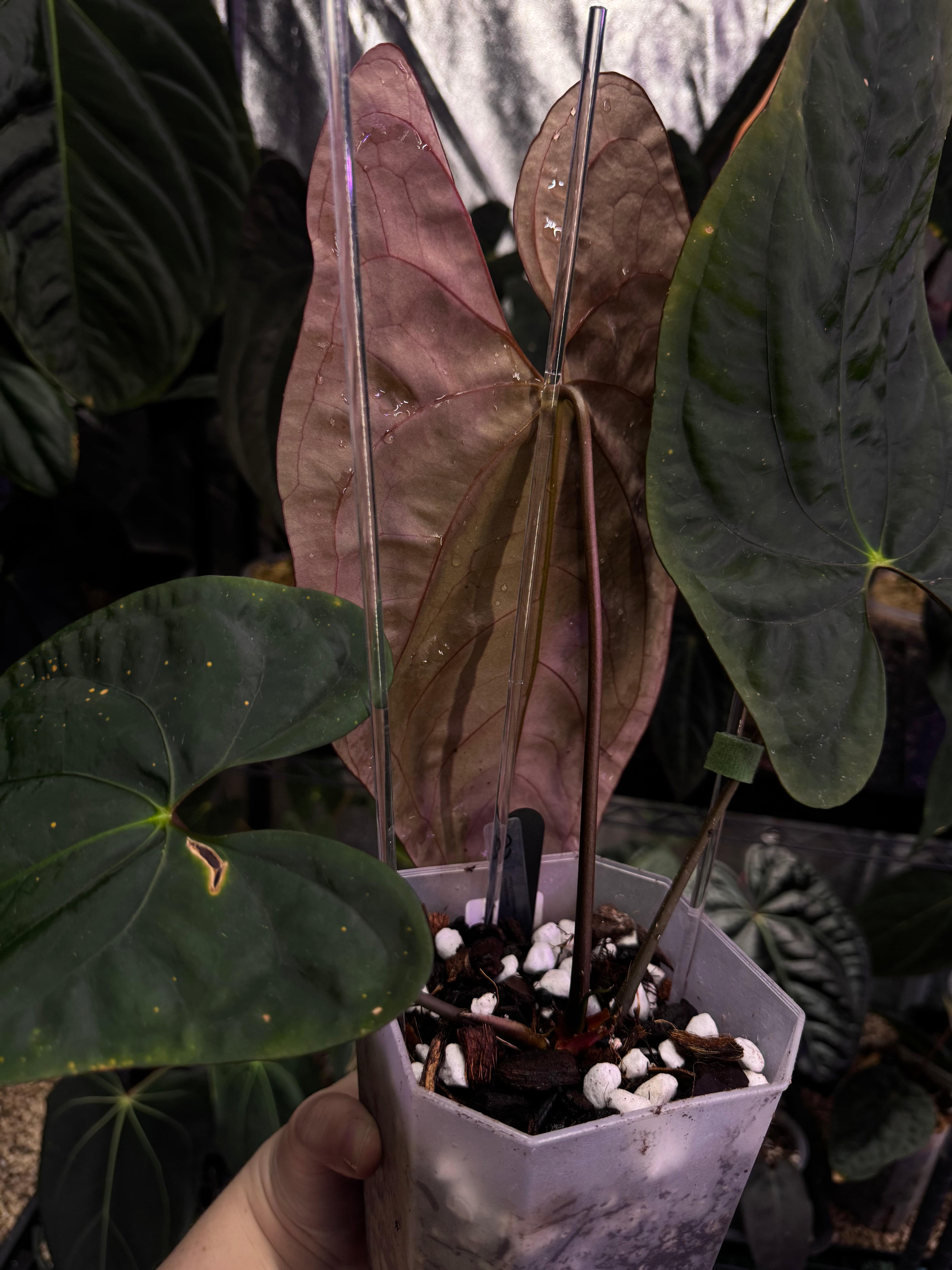 NFS: Anthurium Papillilaminum 'Voldemort' x self - SMUKHI