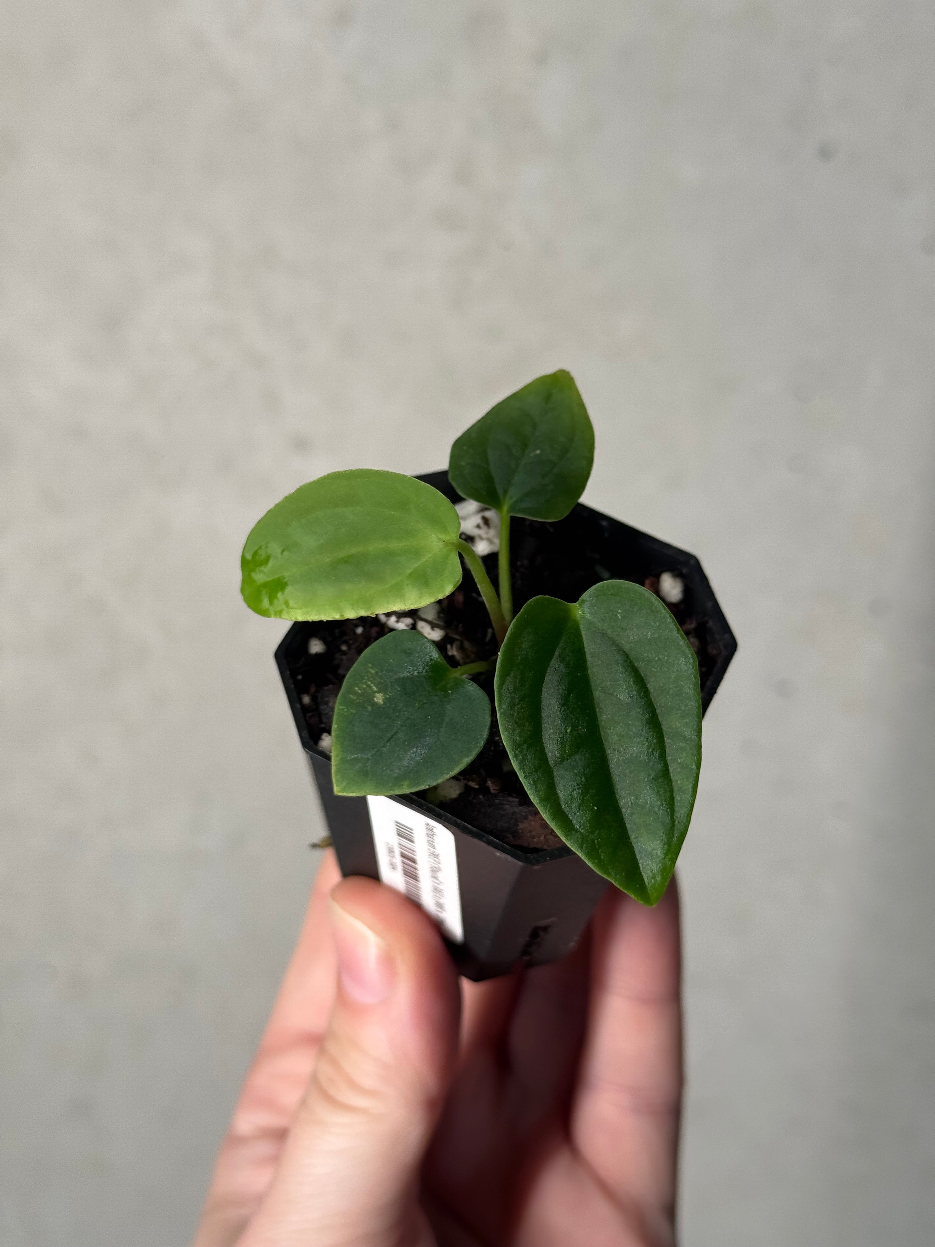 Anthurium BVEP ('Round' x RA1) x (WU1 x 'Oliver')