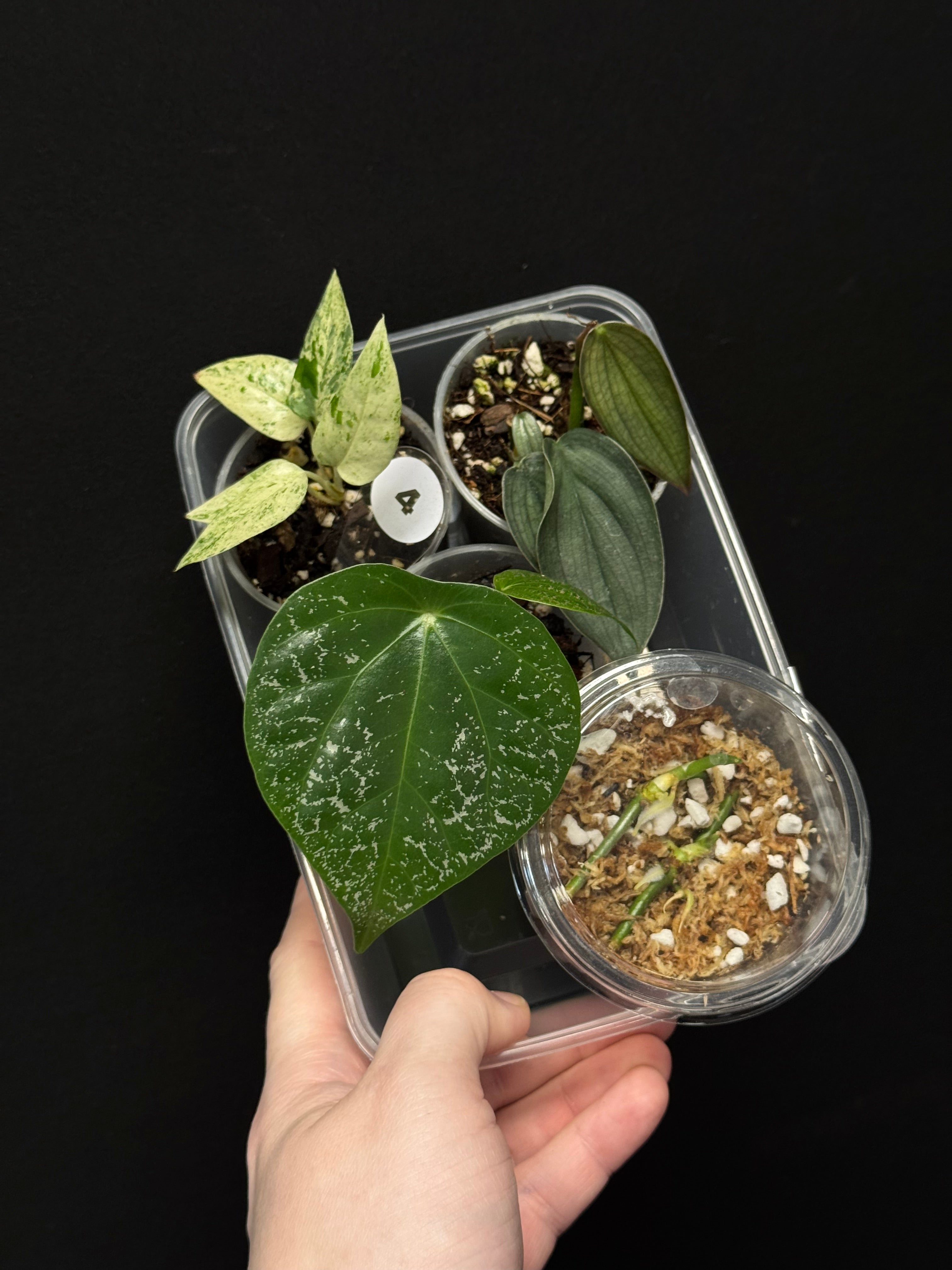 Baby Plant Bundle - Various plants