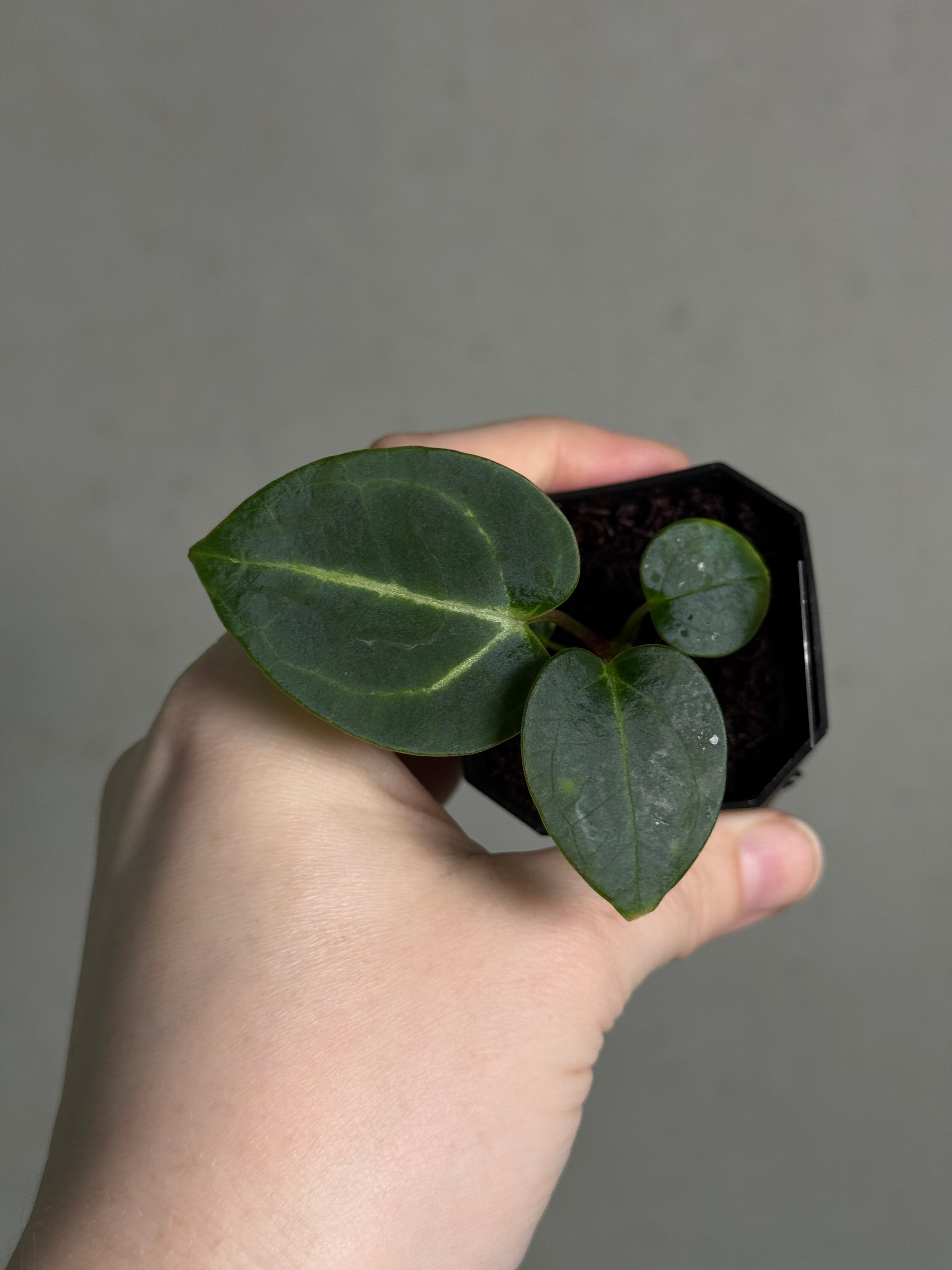 Anthurium Carlablackiae 'JPG.1' x RA10 S1 - SMUKHI