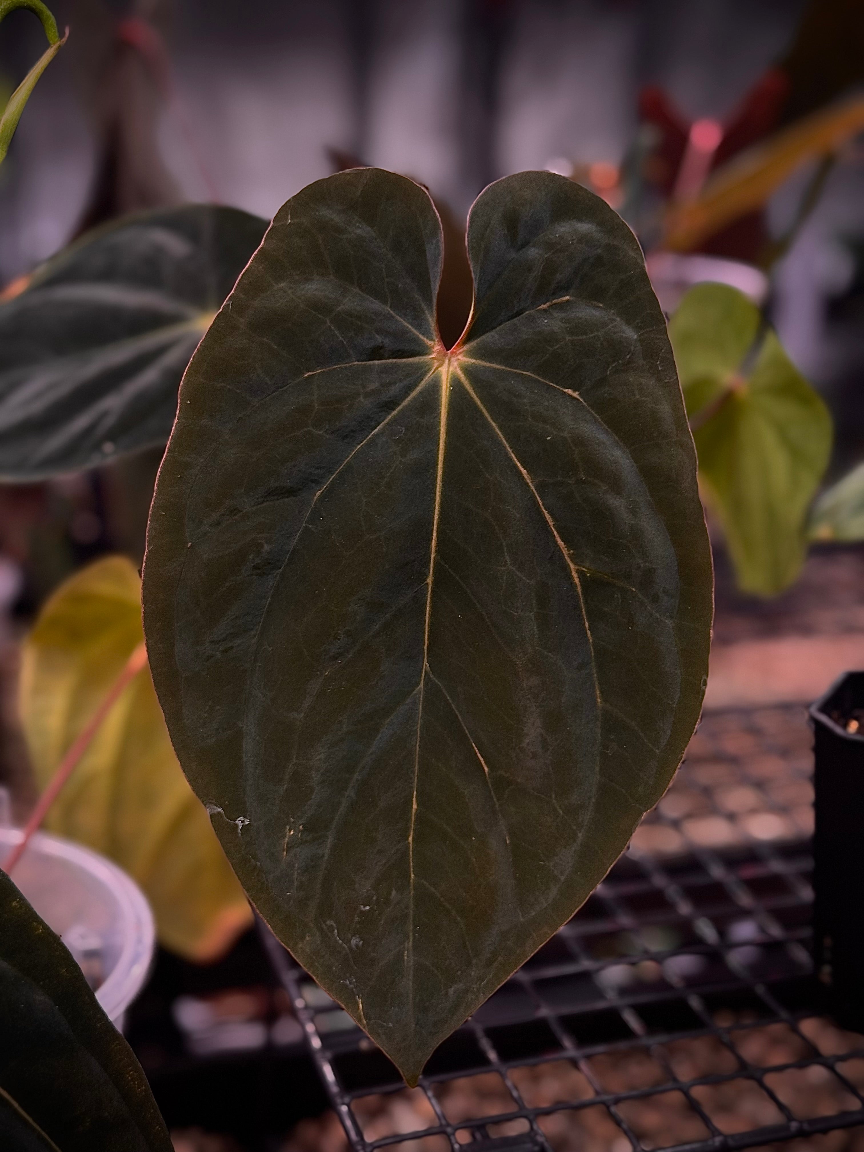 NFS: Anthurium BVEP 'Round' x 'Felix' - SMUKHI