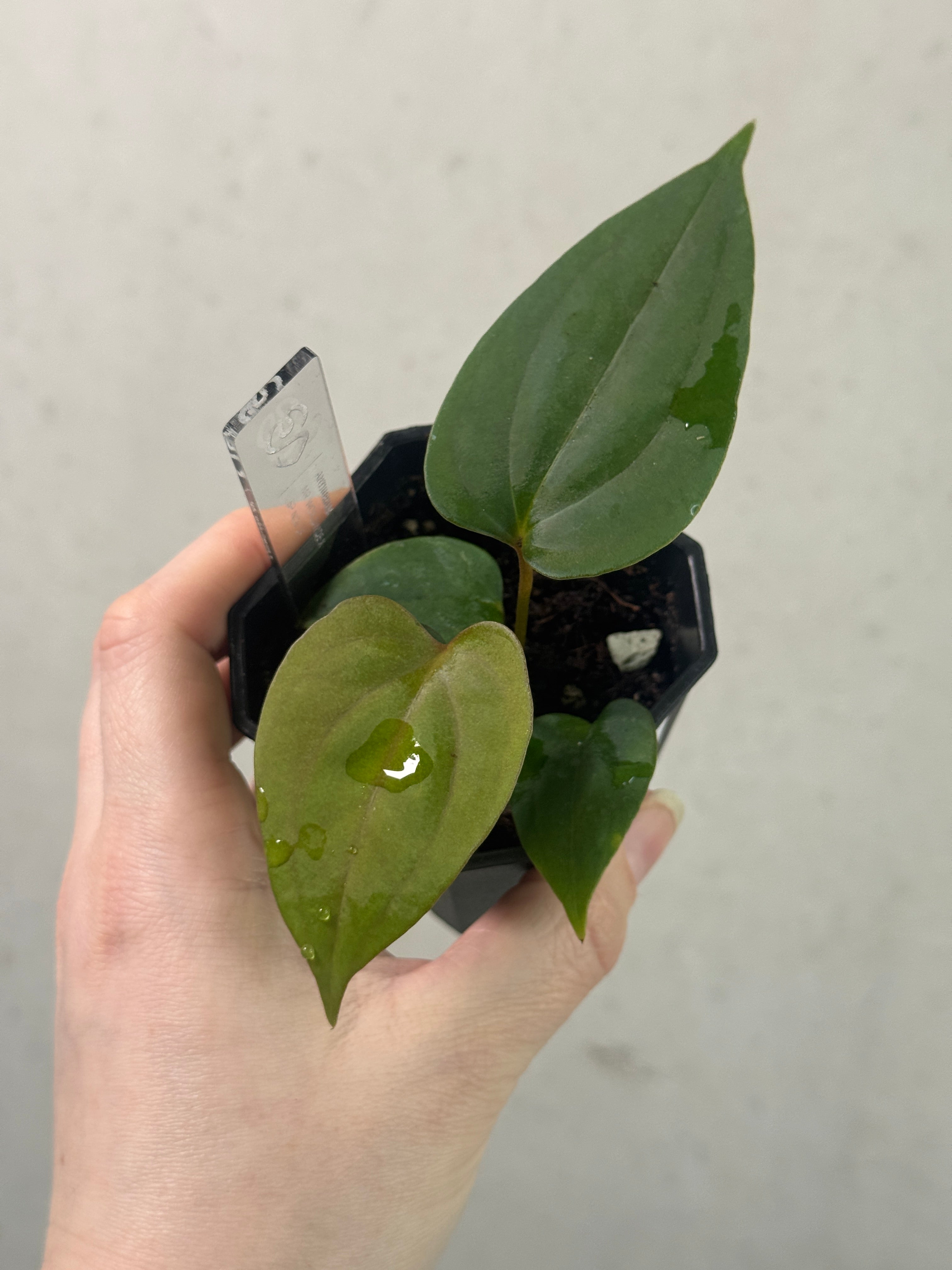 Anthurium Mr. Worldwide x sp. Nov DF