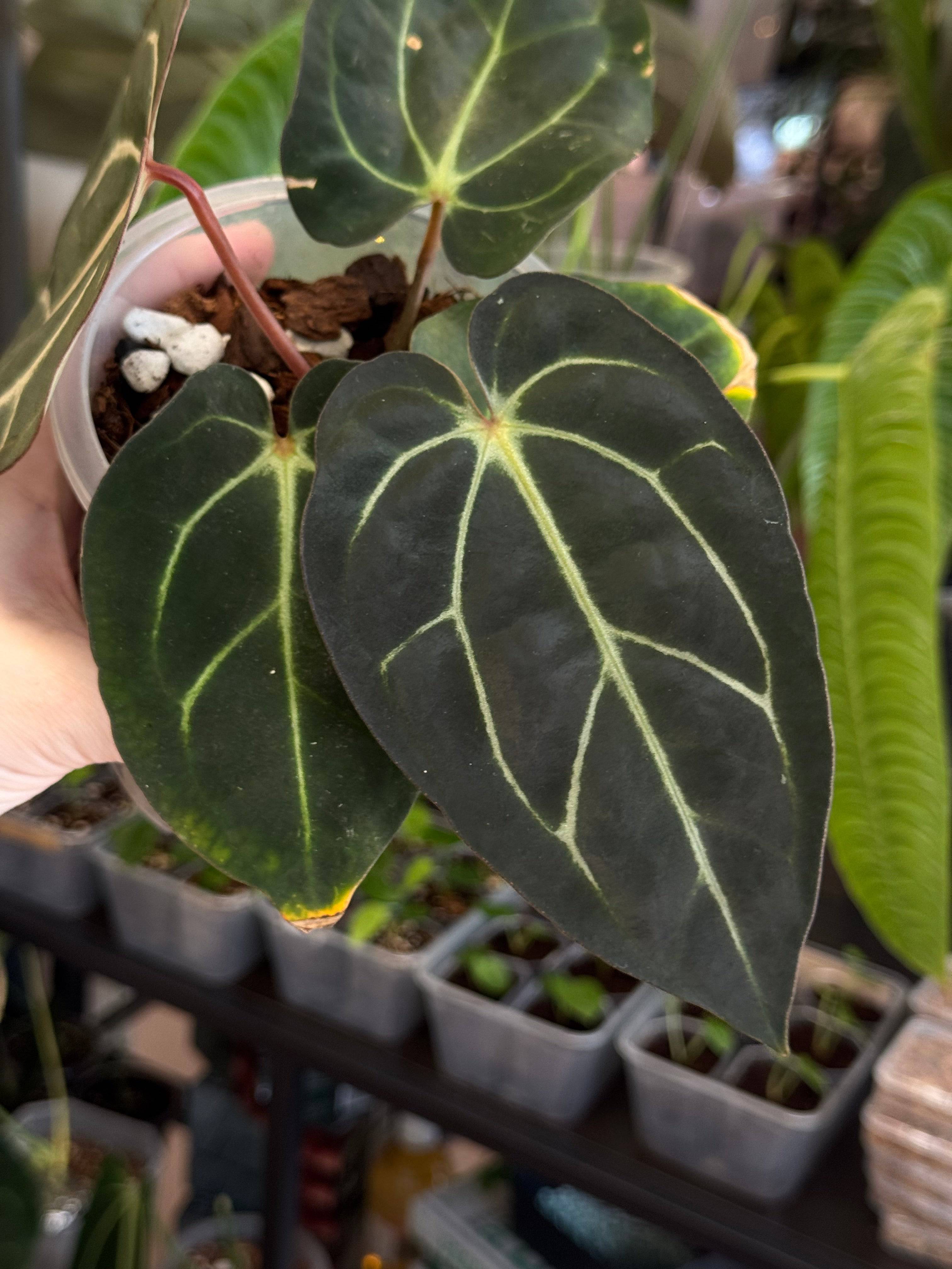 NFS: Anthurium Carlablackiae 'District' x BUZ1 - SMUKHI