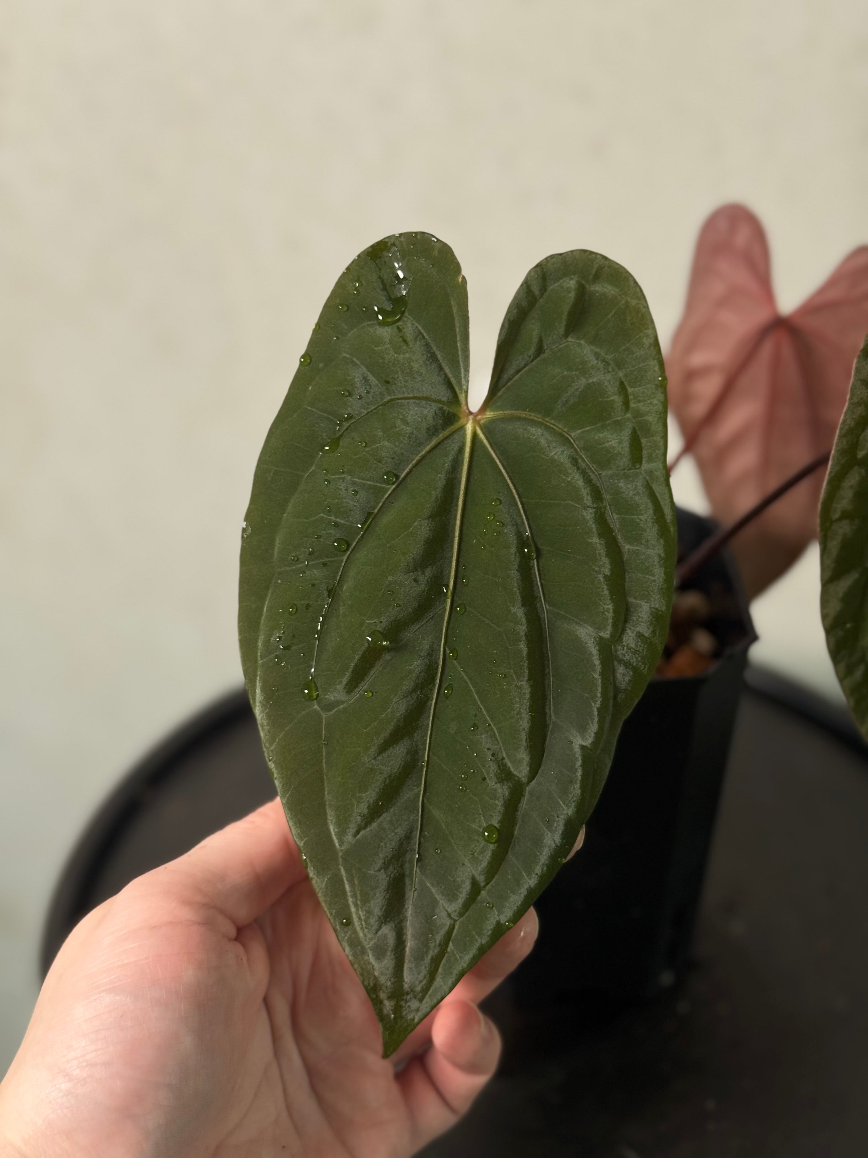 Anthurium ‘Sherpa’ (Dark Phoenix x RVDP) - Clone