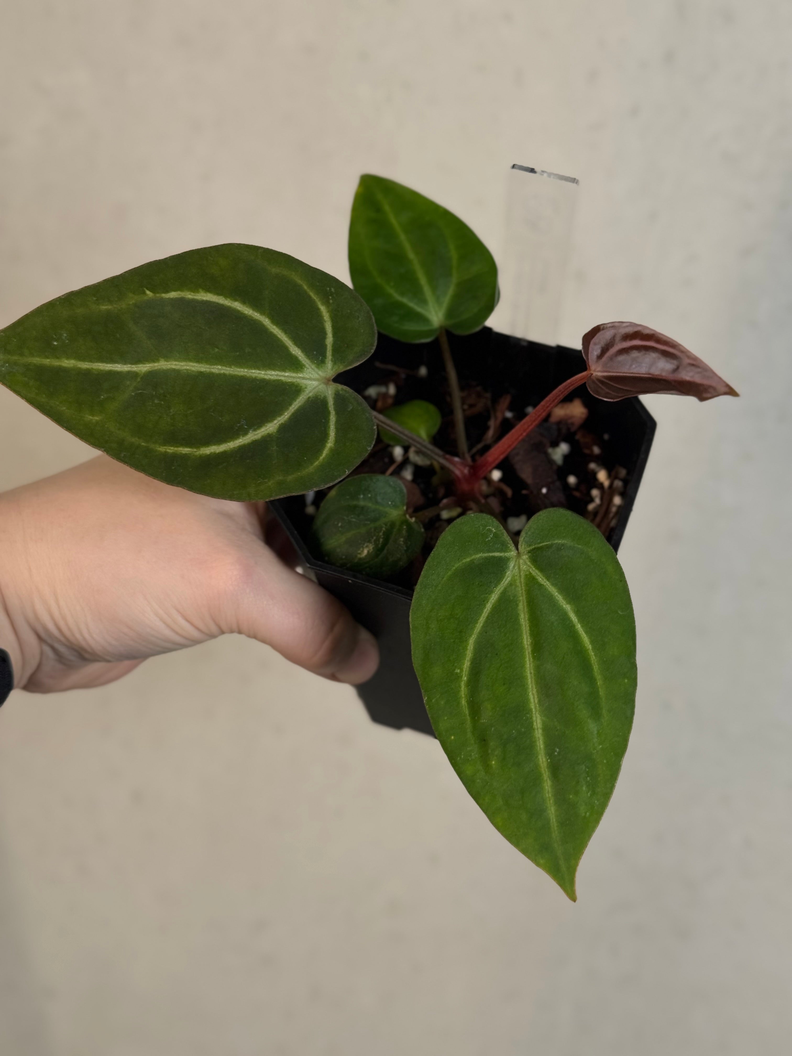 Anthurium (Dressleri x Carlablackiae) x Carlablackiae (RA5 x RA10)