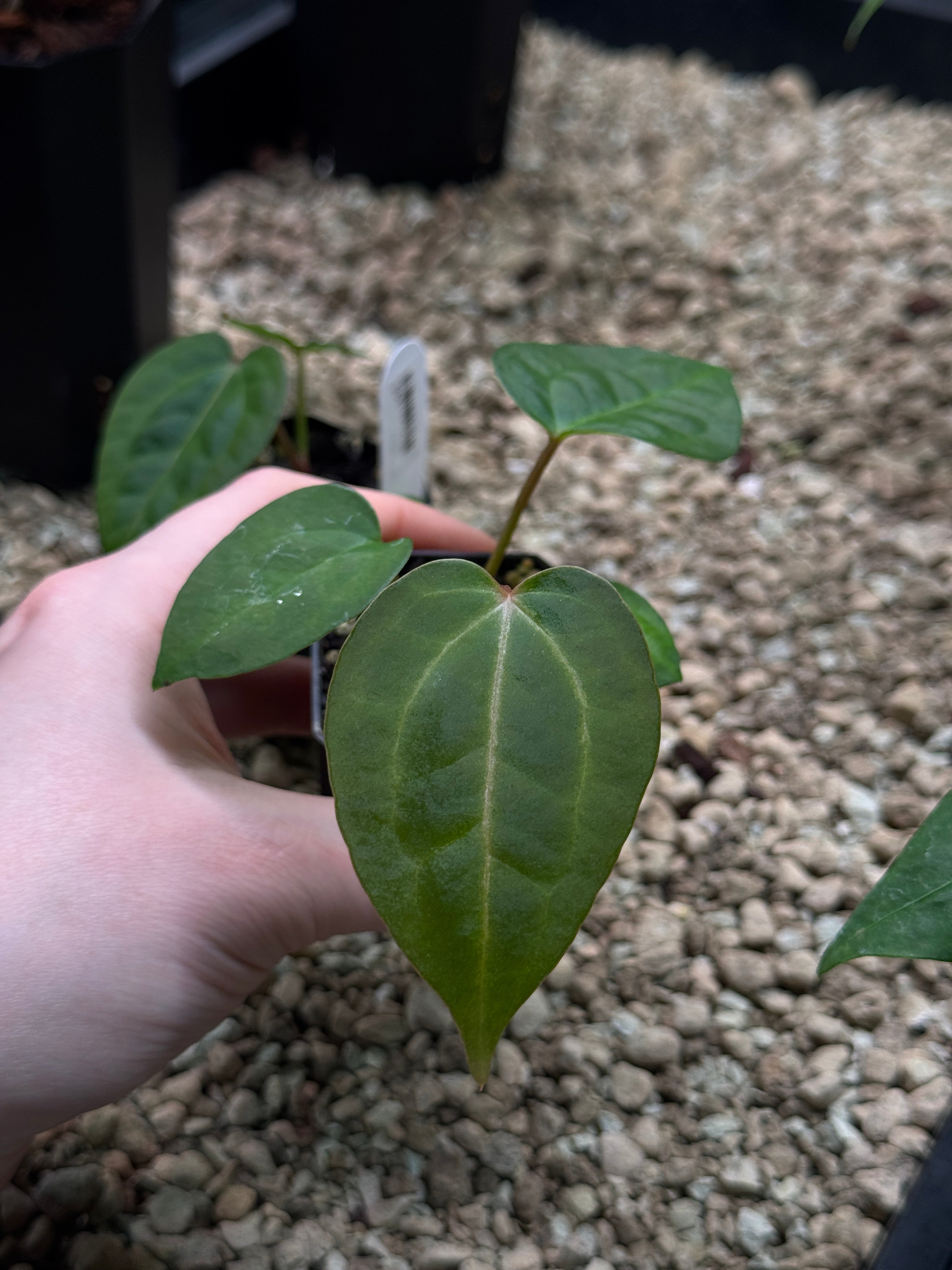 Anthurium Singapore Trilobe x Carlablackiae ‘JPG.1’