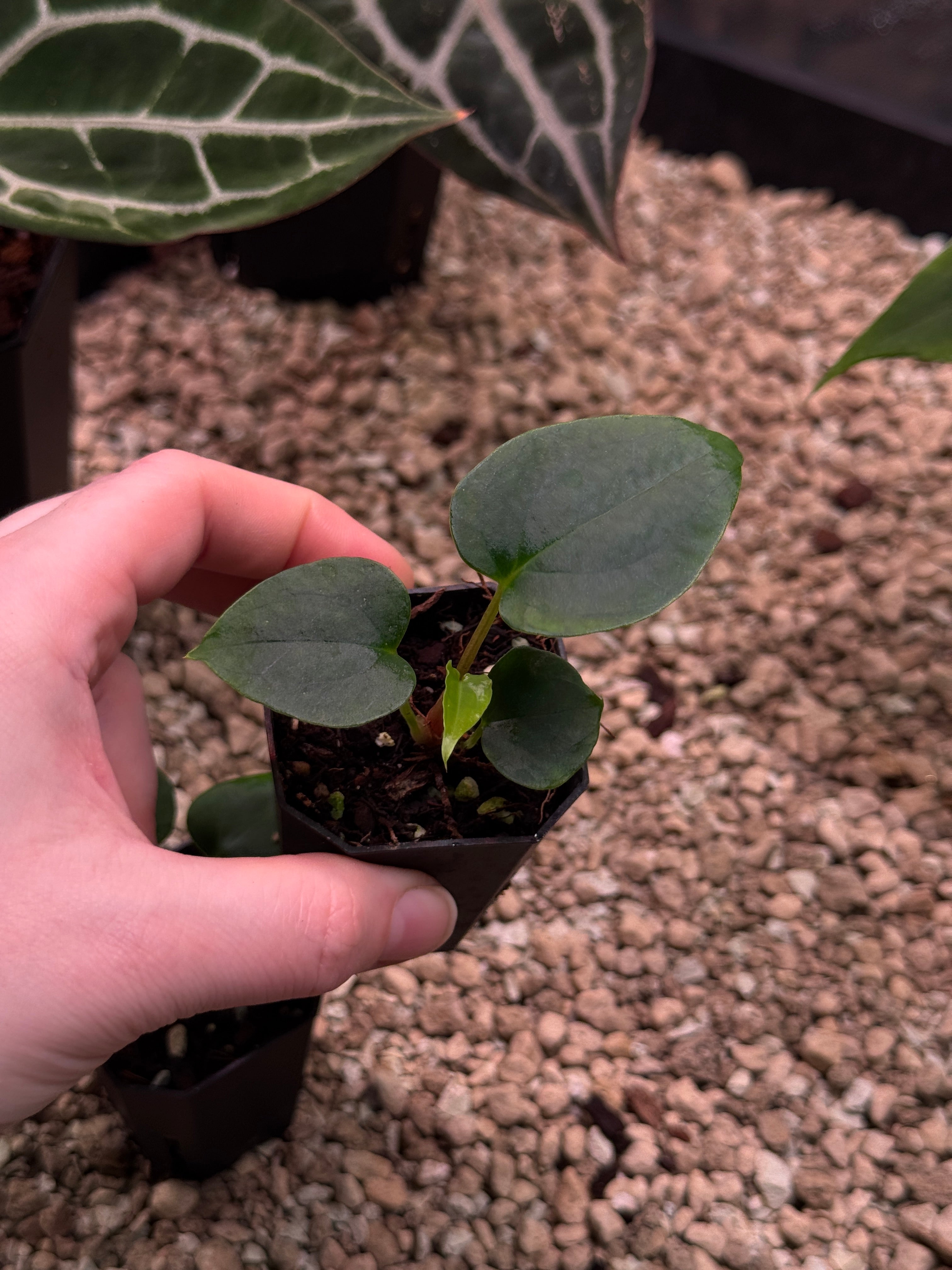 Anthurium Papillilaminum Ree Gardens x Ralph Lynam S1