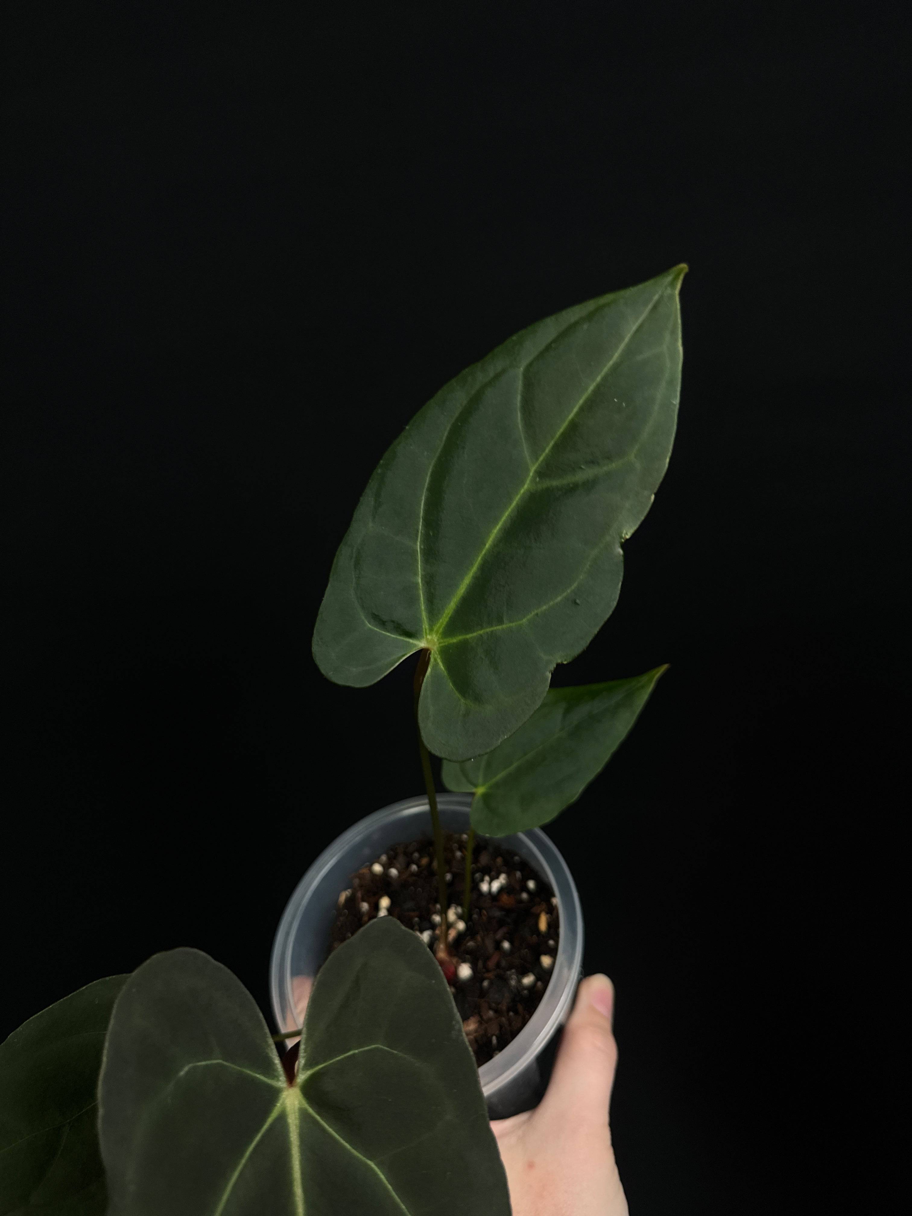 NFS: Anthurium Blue Papillilaminum - SMUKHI