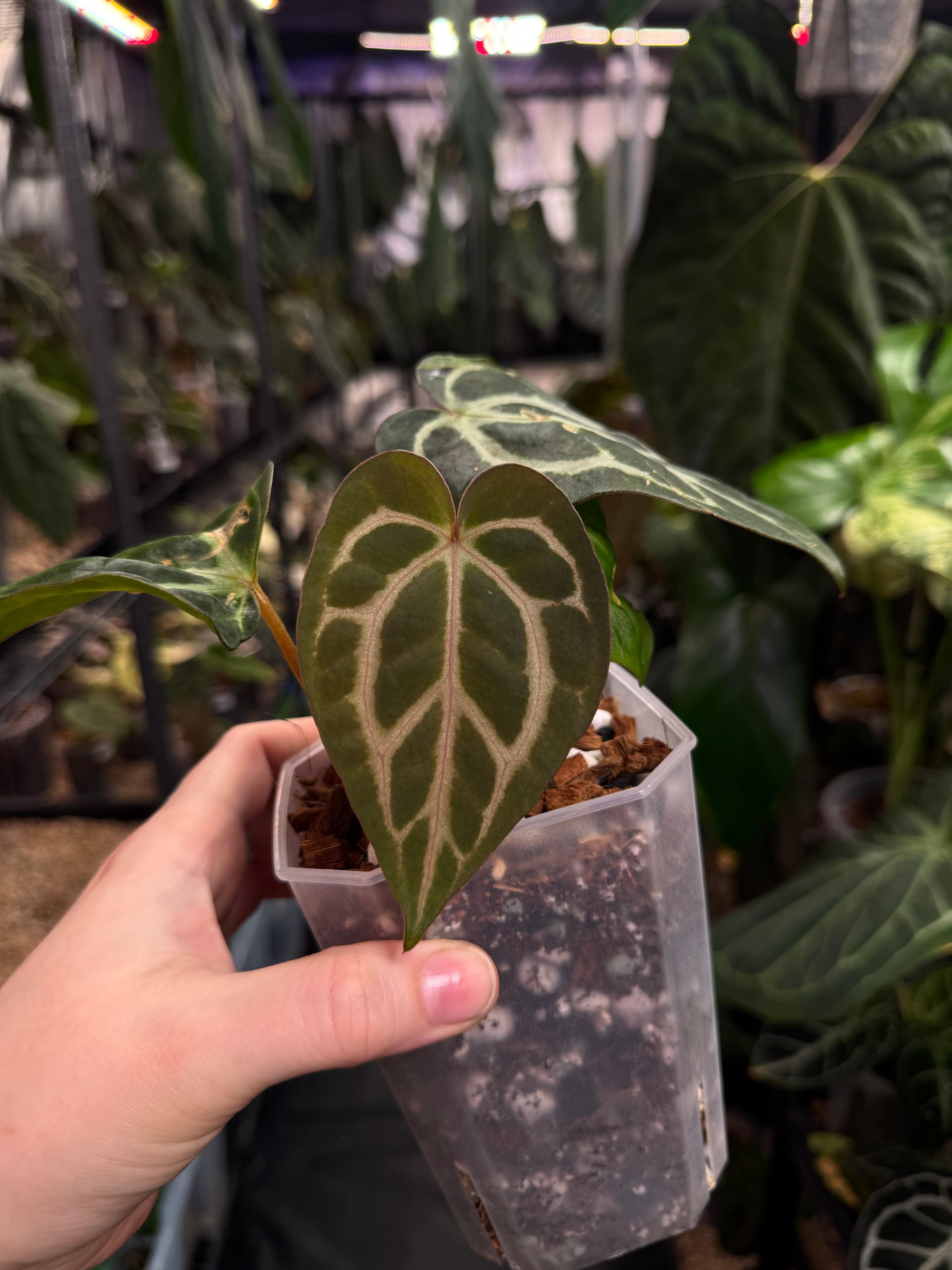 Anthurium Carlablackiae OG4 x RA8 - SMUKHI