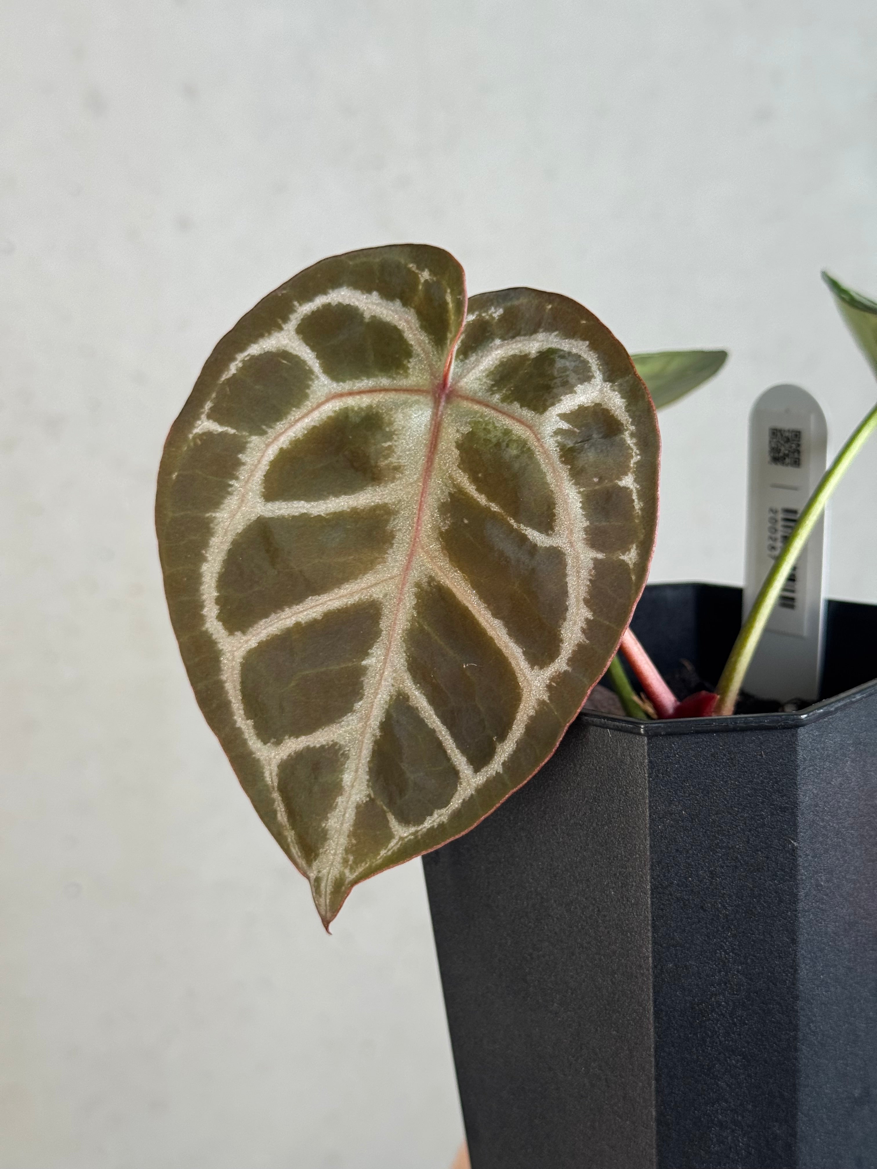 Anthurium (HU x Red Crystallinum) x self