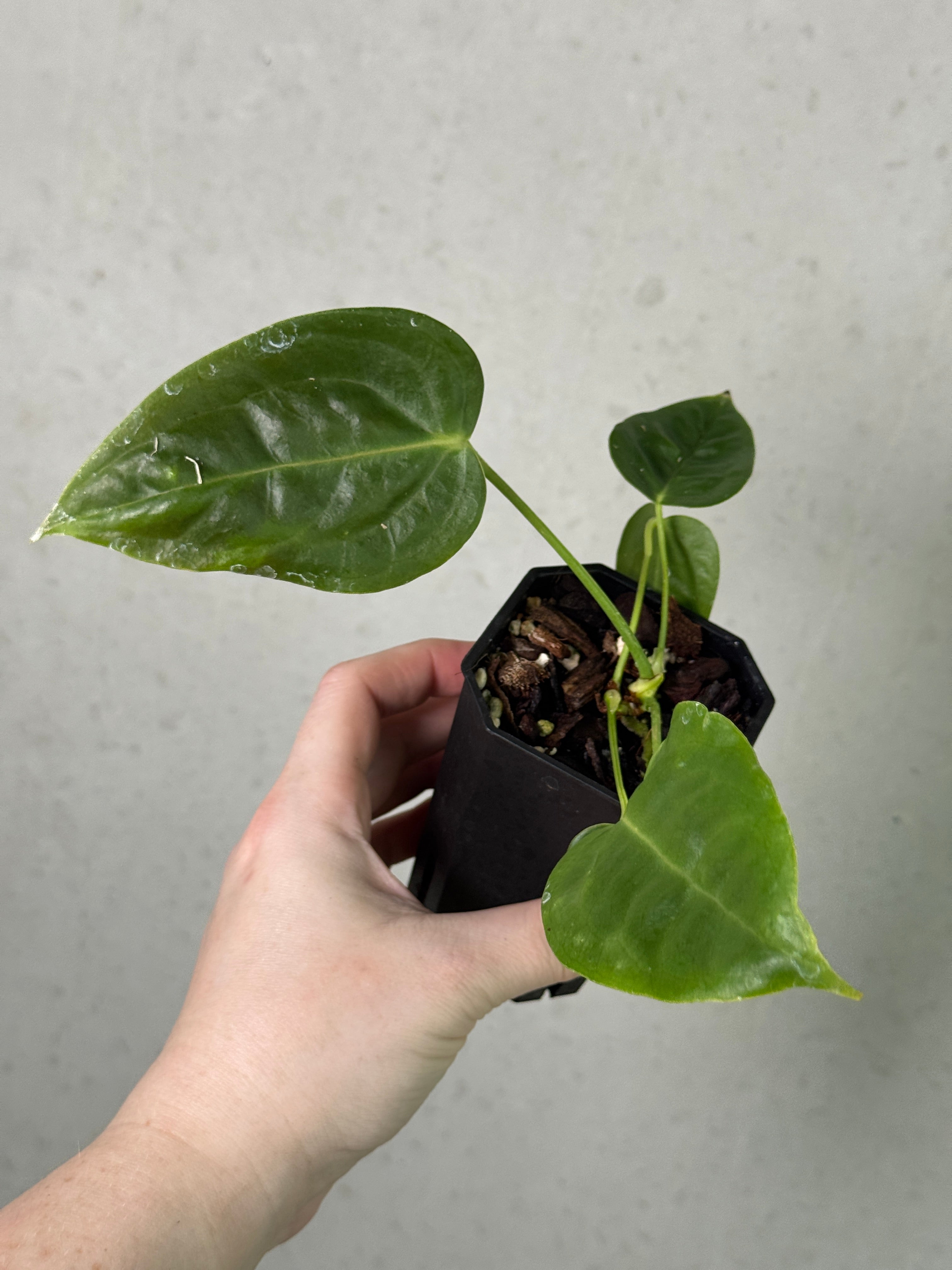 SMUKHI Anthurium plants in various sizes, showcasing glossy green leaves and vibrant red spathes in a lush indoor setting.