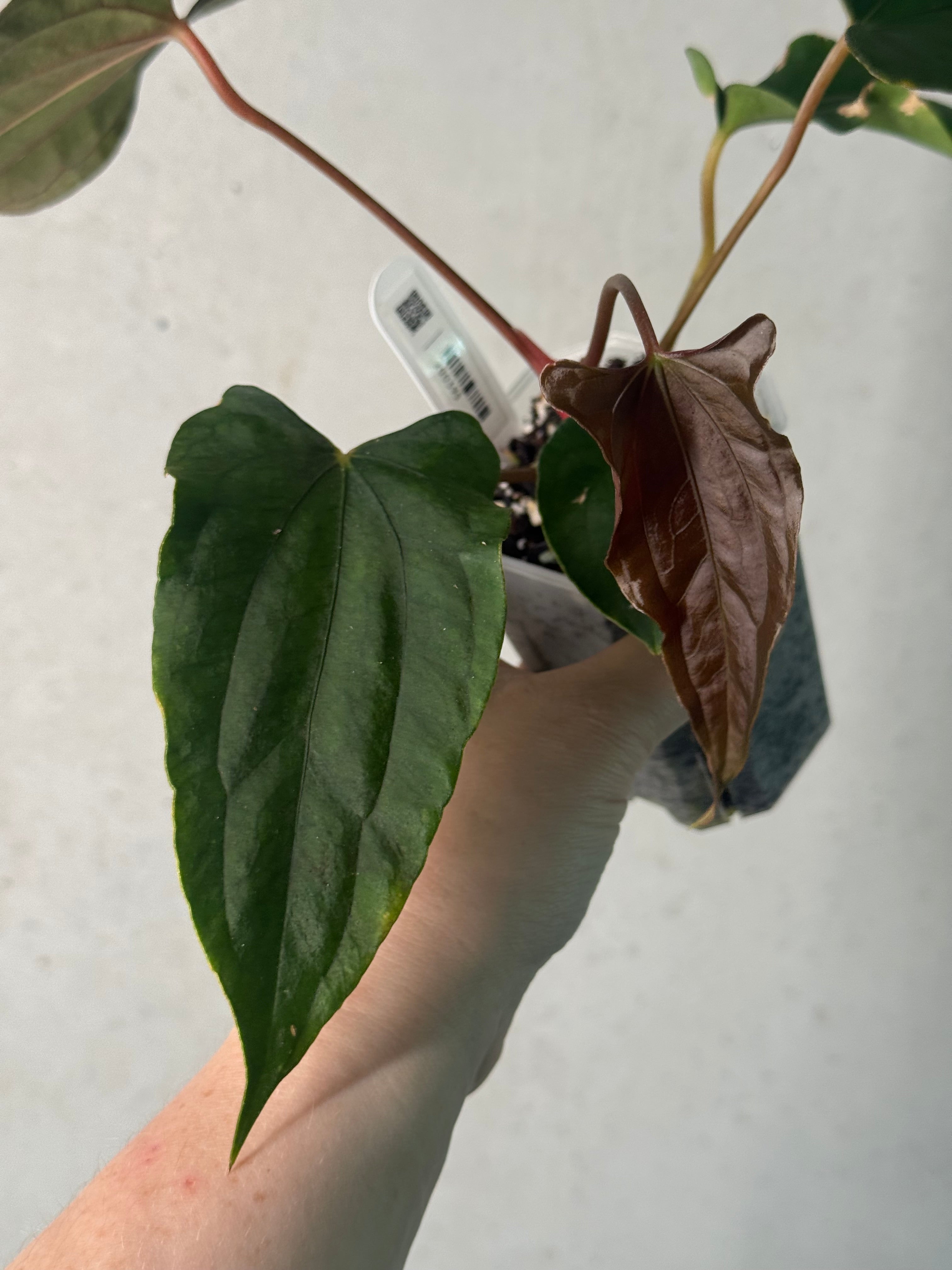 NFS: Anthurium (Ralph Lynam x Fort Sherman) x Ralph Lynam S1