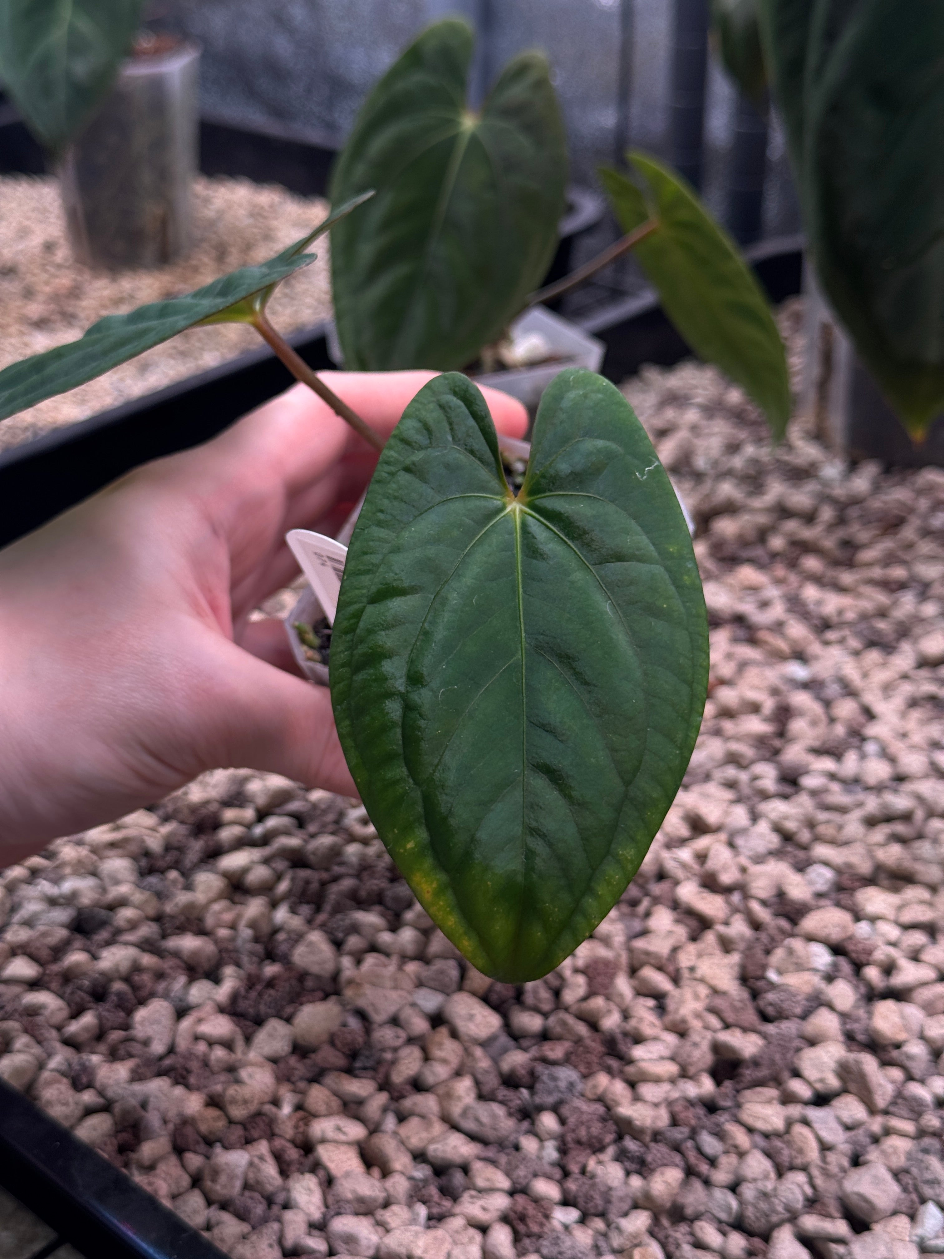 Anthurium Dark Phoenix - Clone