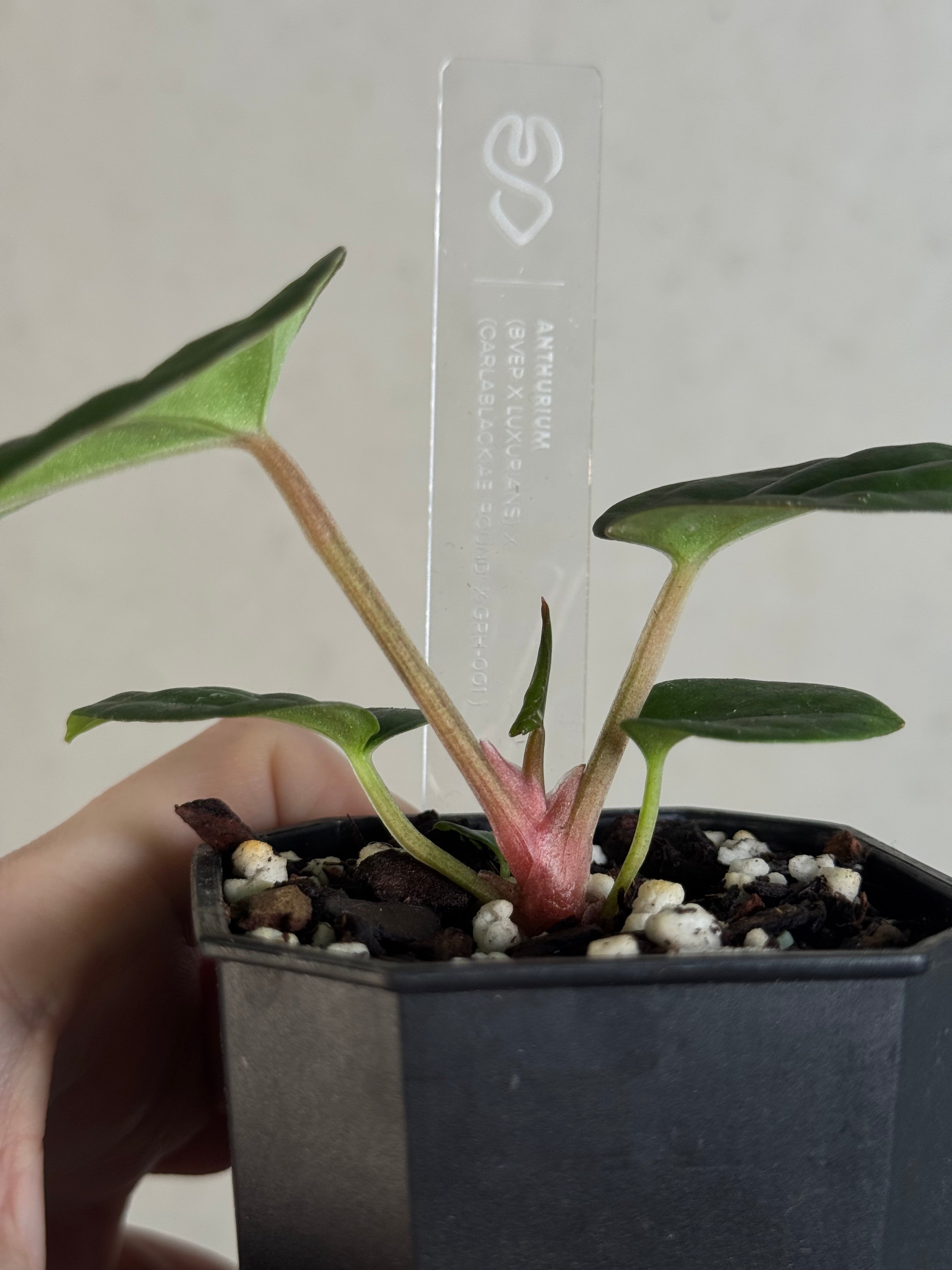 Anthurium (BVEP x Luxurians) x Carlablackiae ('Round' x GPH-001)
