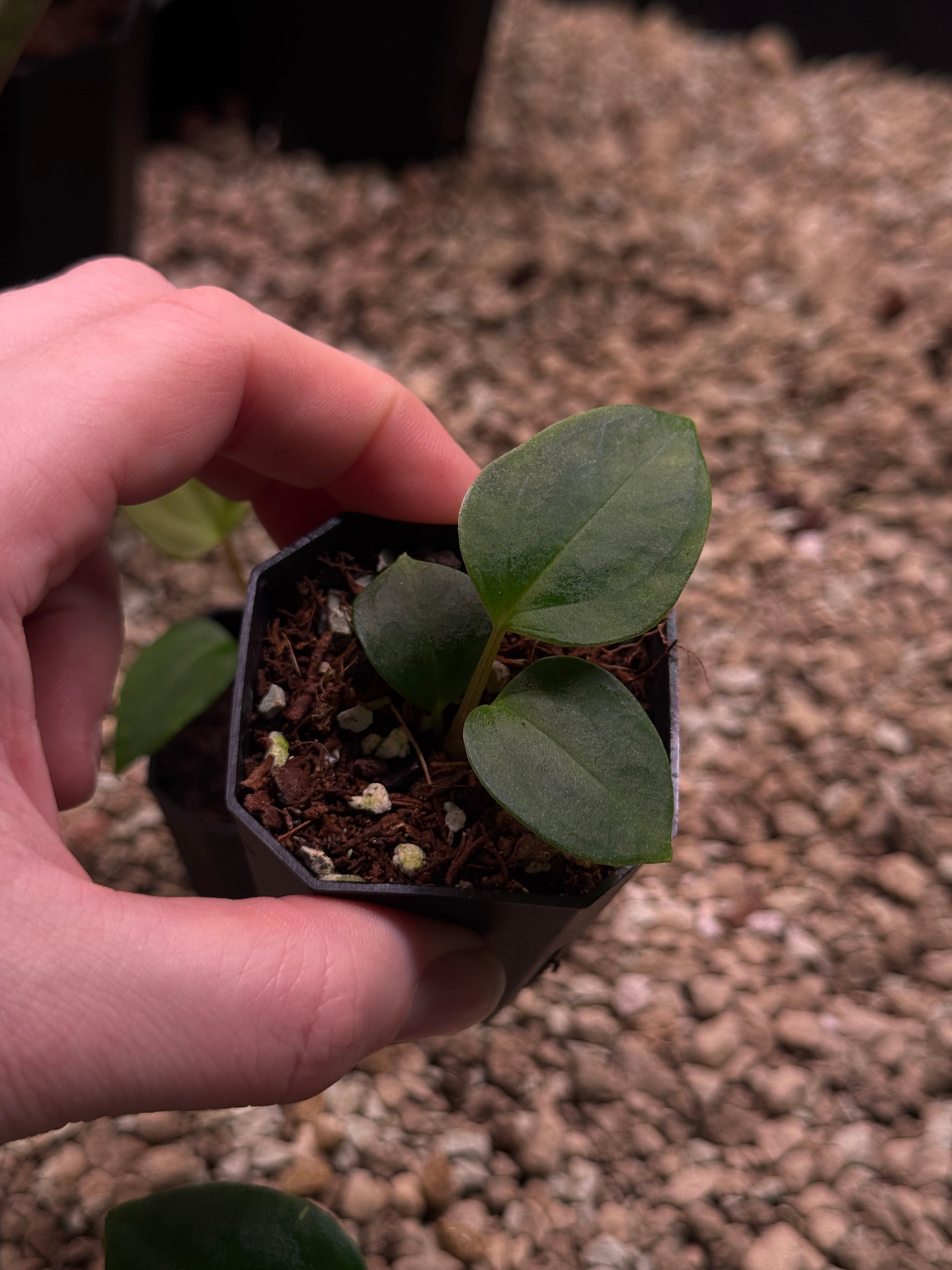 Anthurium (Papillilaminum 'Marie' x 'IL') x Indo Portillae or self - SMUKHI