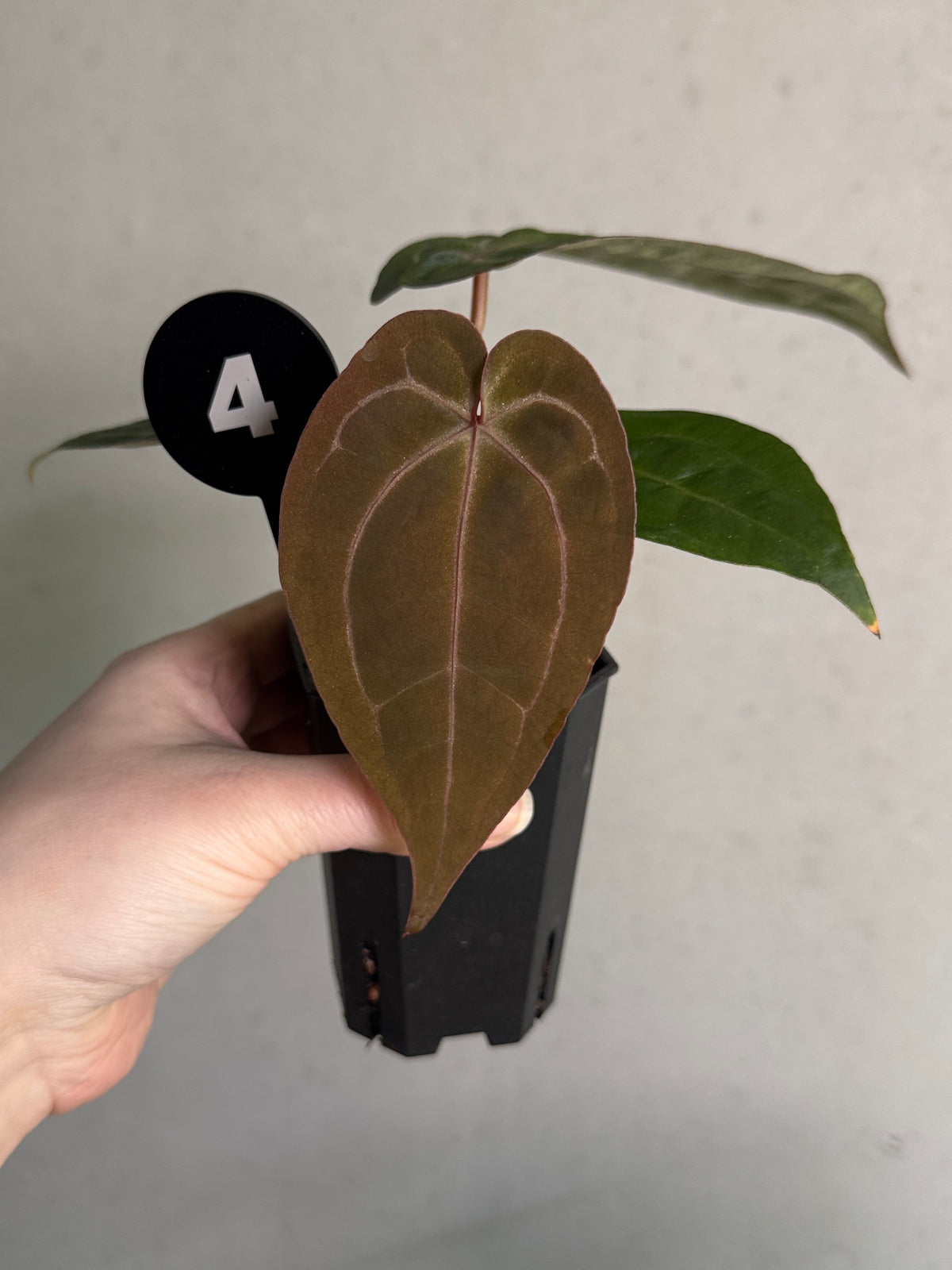 SMUKHI Anthurium Michelle plant with glossy green leaves and vibrant red spathes, healthy indoor tropical houseplant.