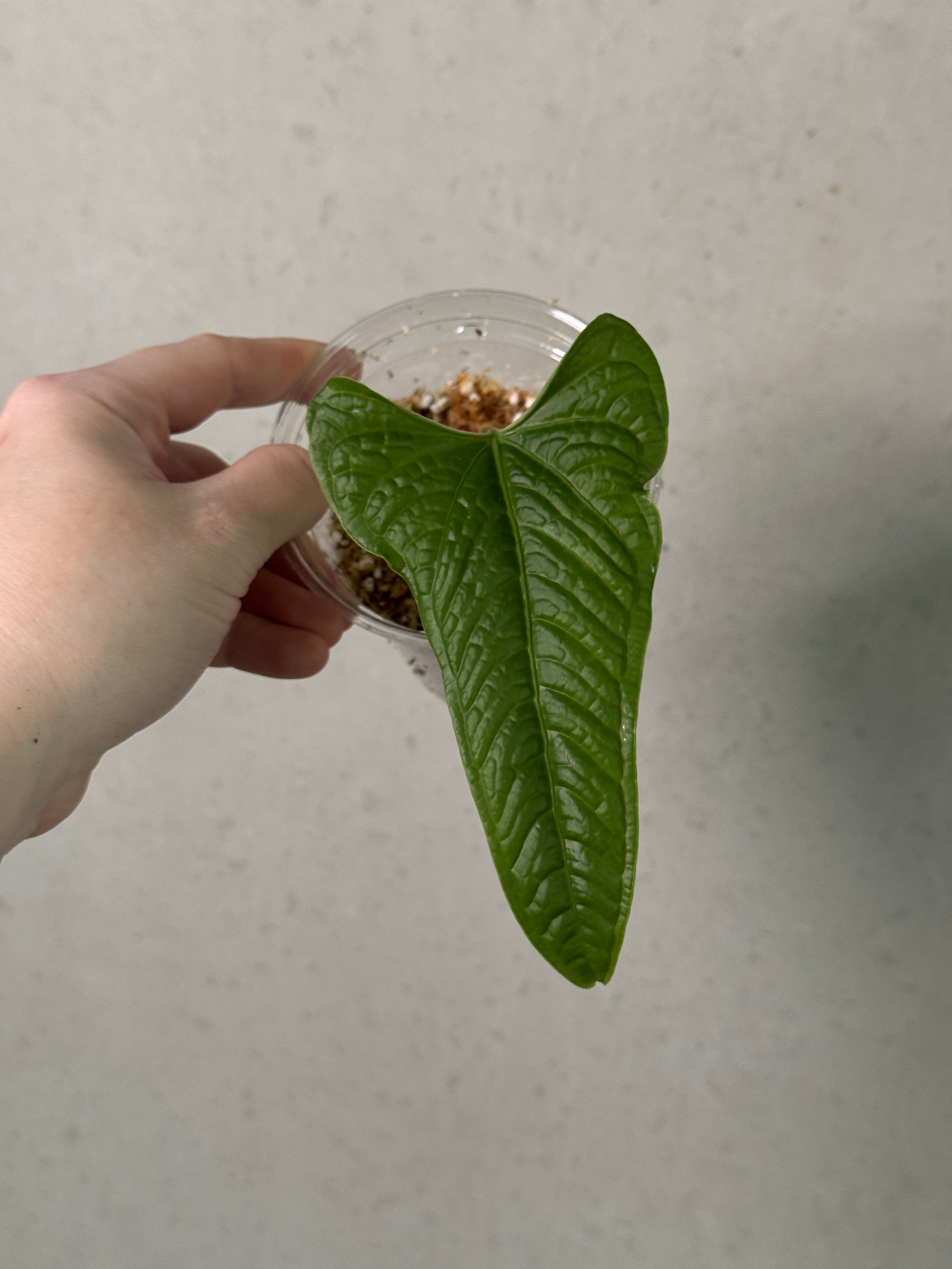 Healthy Anthurium Lapoanum S1 clone plant with vibrant green leaves, grown by SMUKHI, shown in a close-up image.