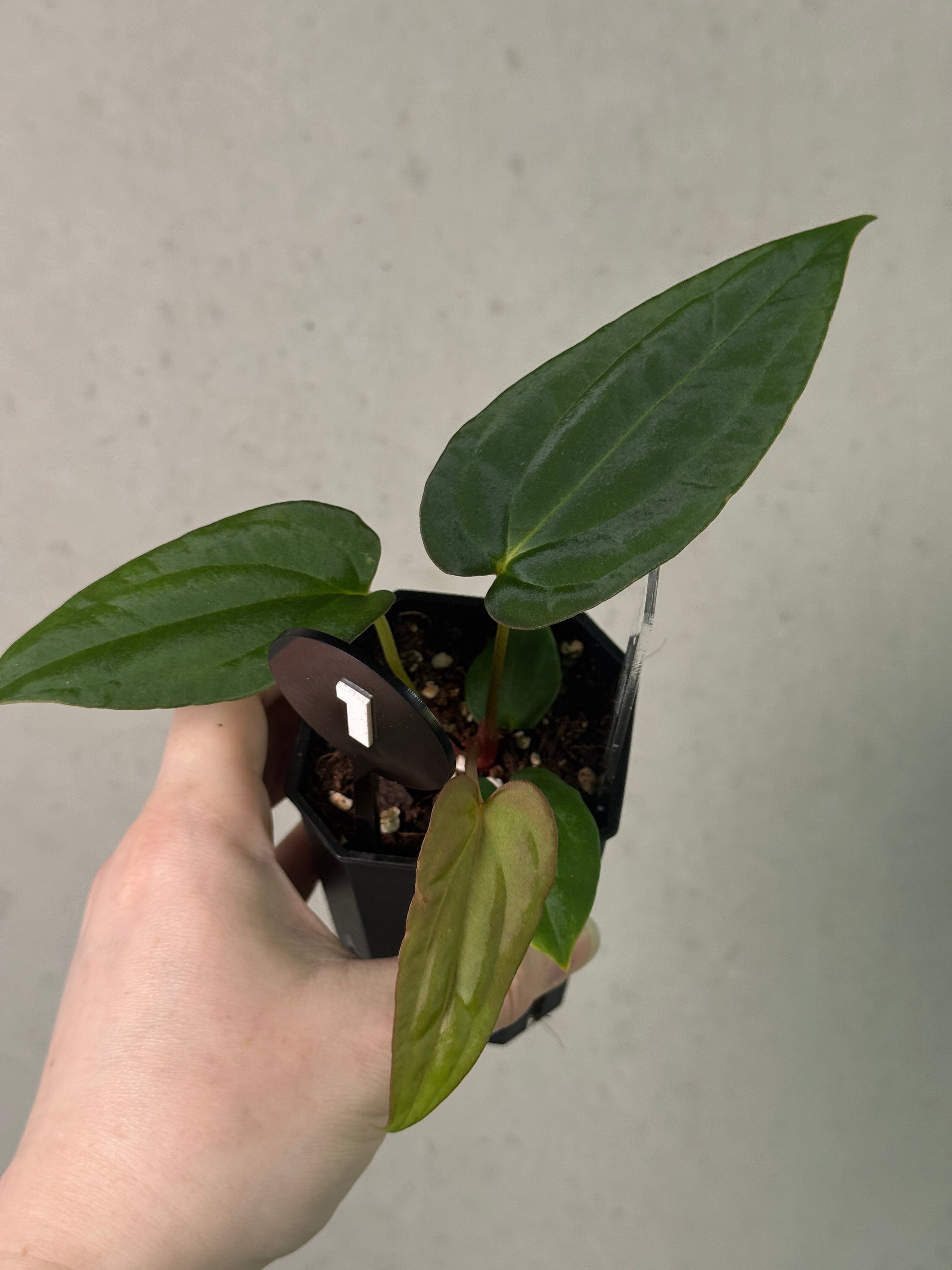 Anthurium Papillilaminum Ree Gardens x BVEP (‘Round’ x RA1)