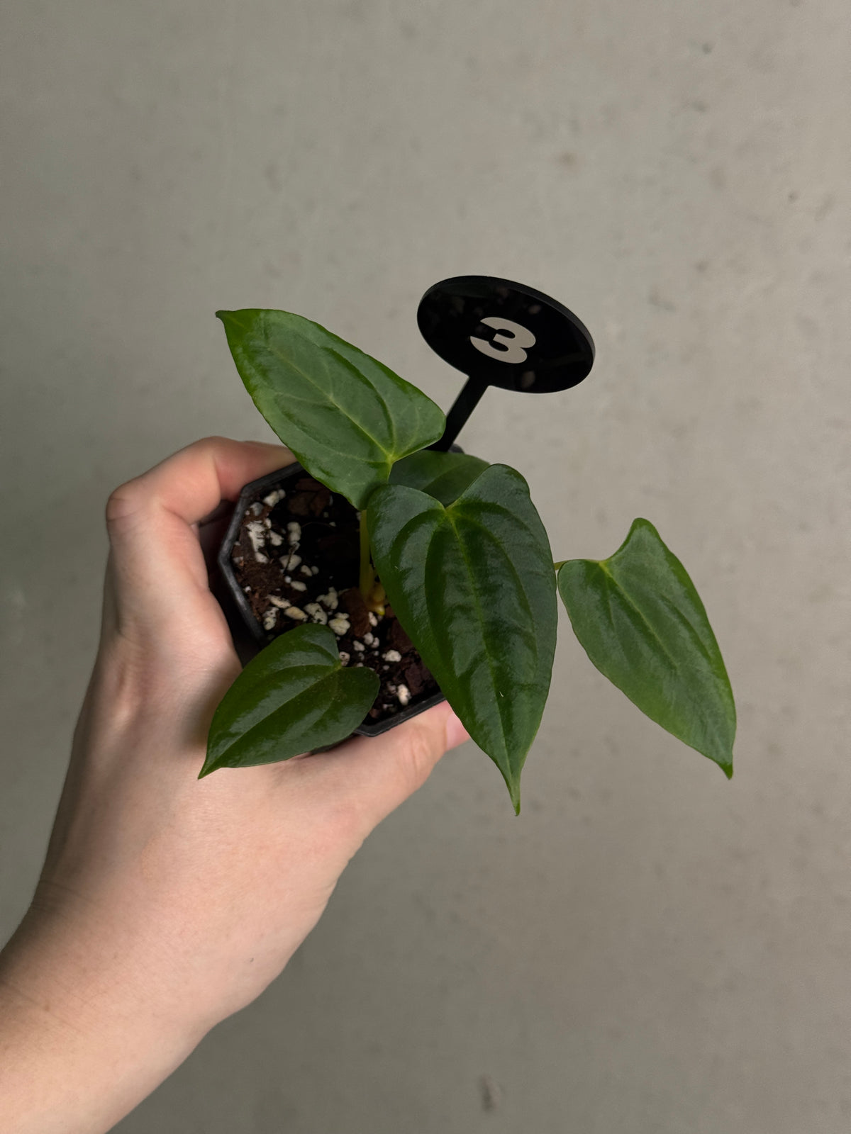 Crystallinaminum Anthurium FSxRL 'Shadow Reaper' plant with glossy dark green leaves and vibrant spathes, lush and healthy.