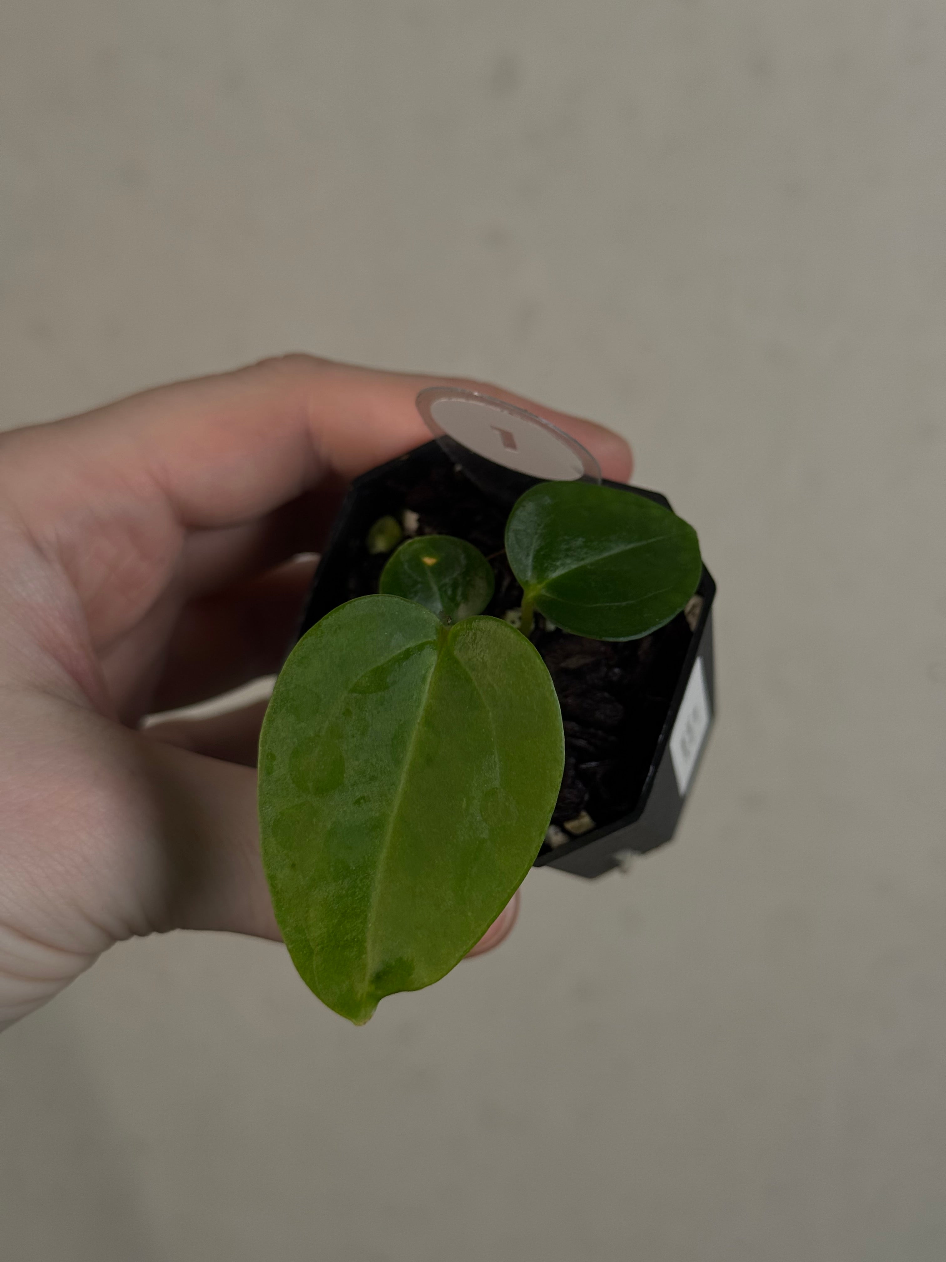 Anthurium Singapore Trilobe x Carlablackiae ‘JPG.1’