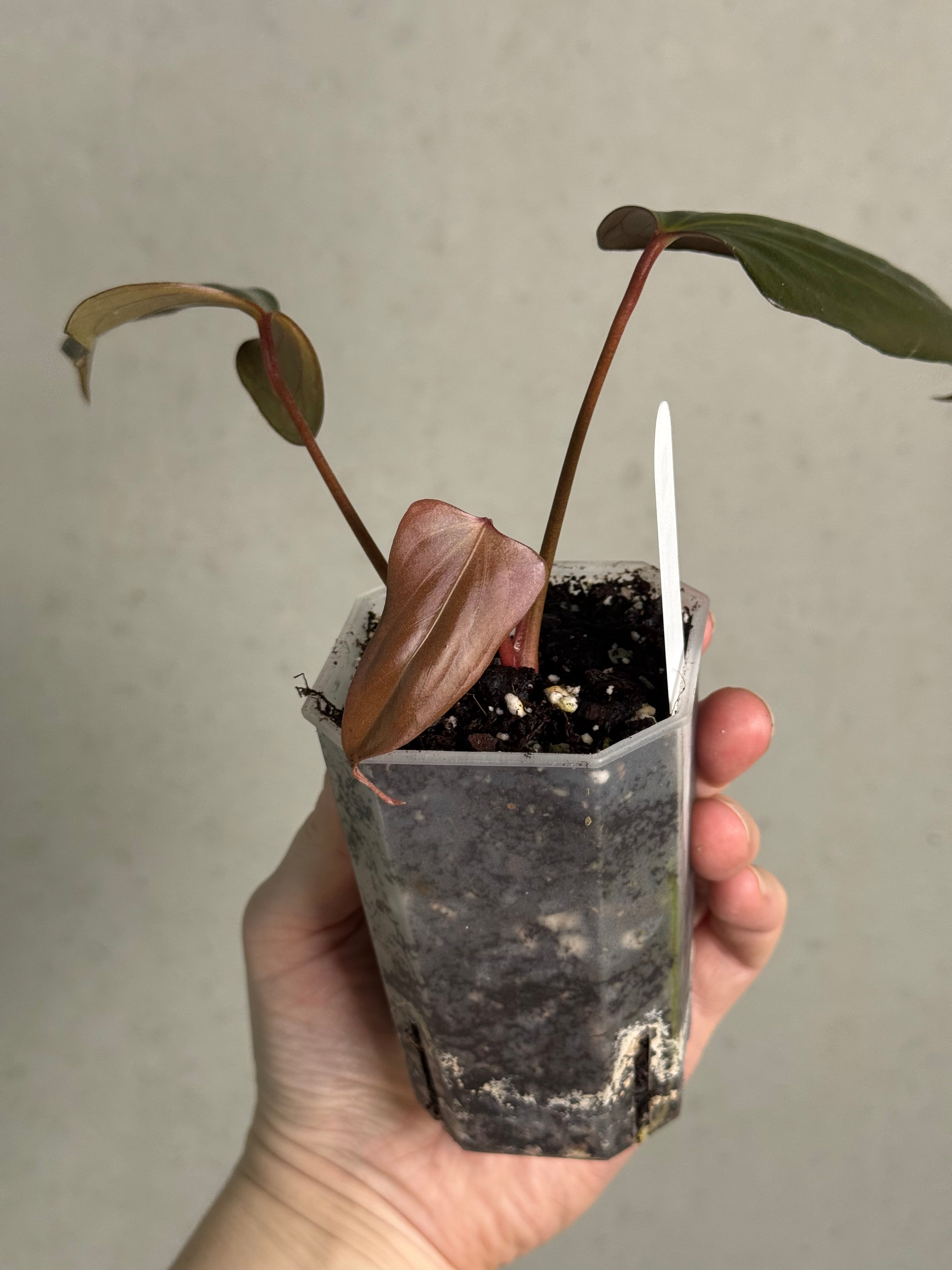 Anthurium ‘Black Sweet’ #2 - Clone - SMUKHI