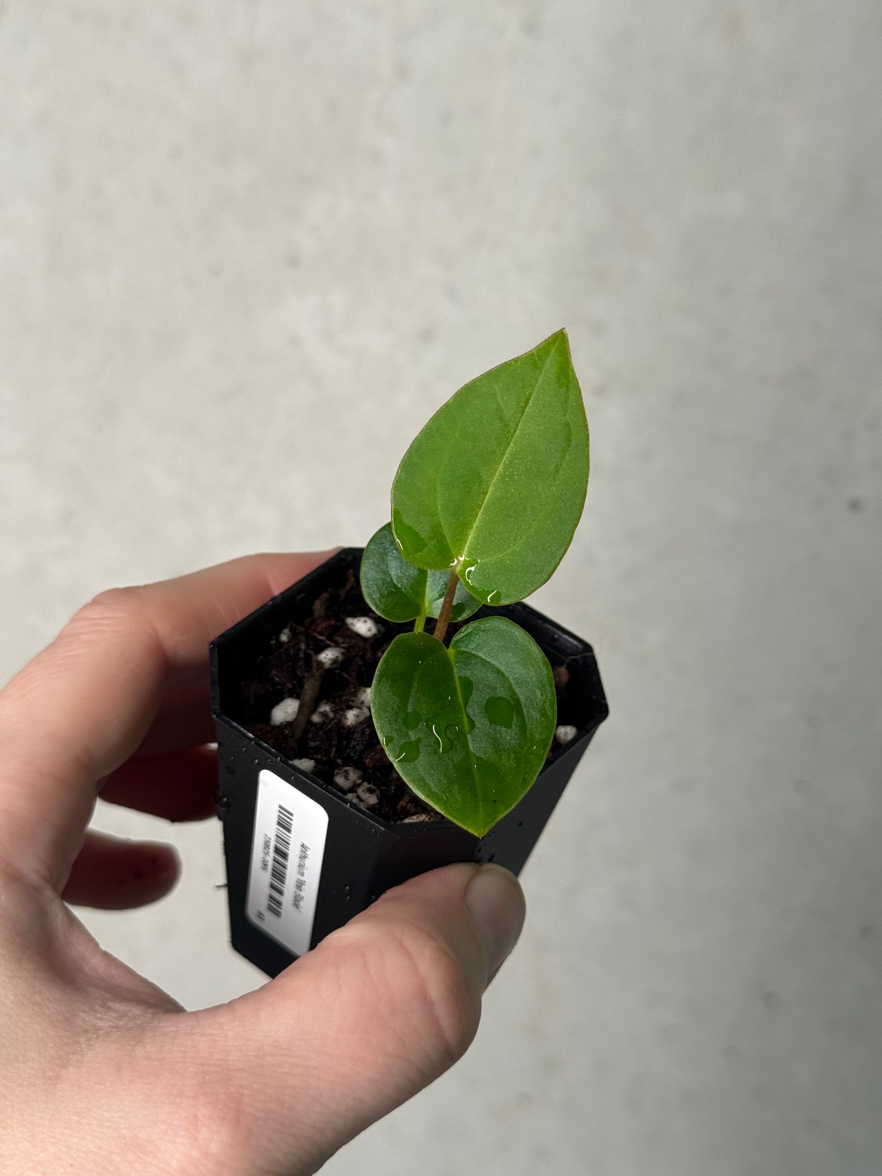 Anthurium ‘Vein Blade’