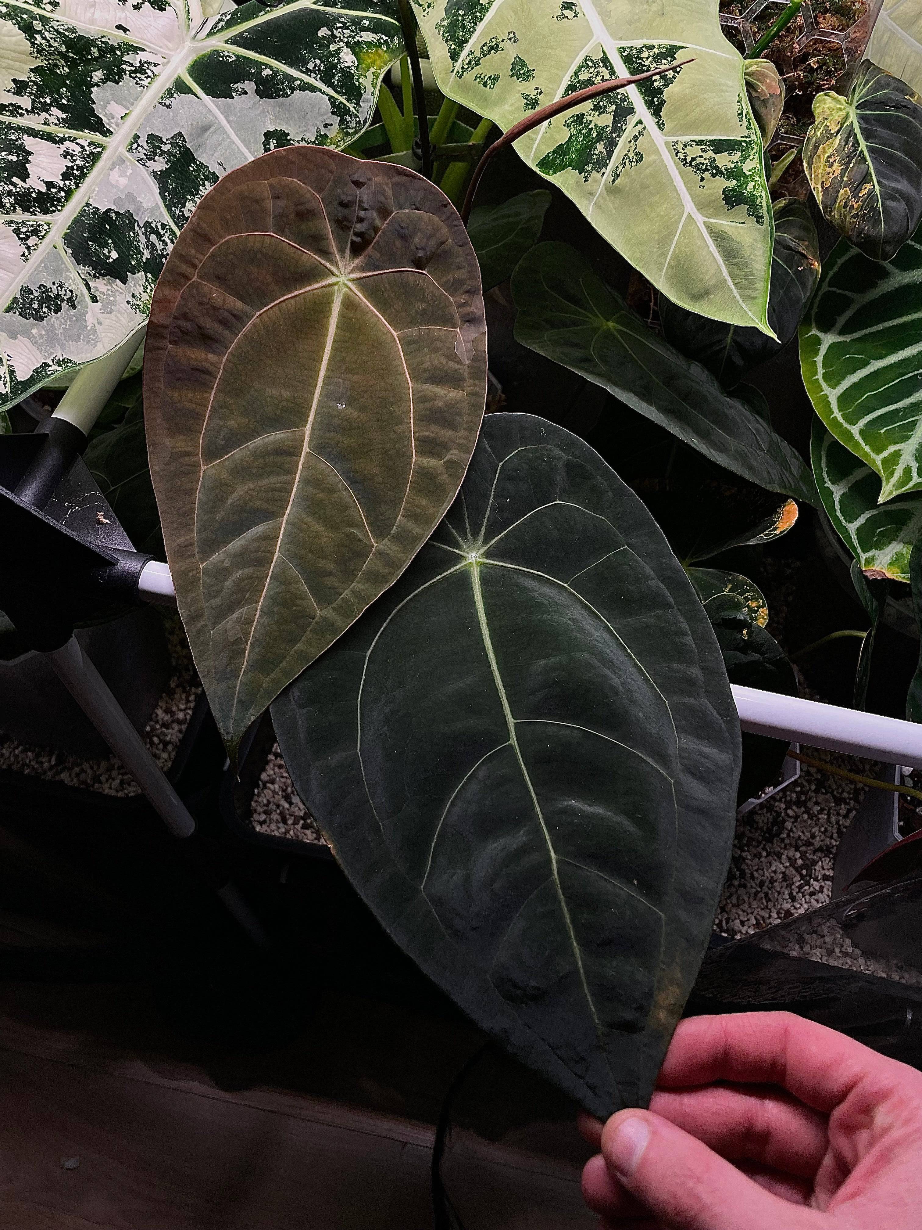 Anthurium (Blue Papillilaminum x Forgetii) x (Papillilaminum XOne x XOne) - SMUKHI