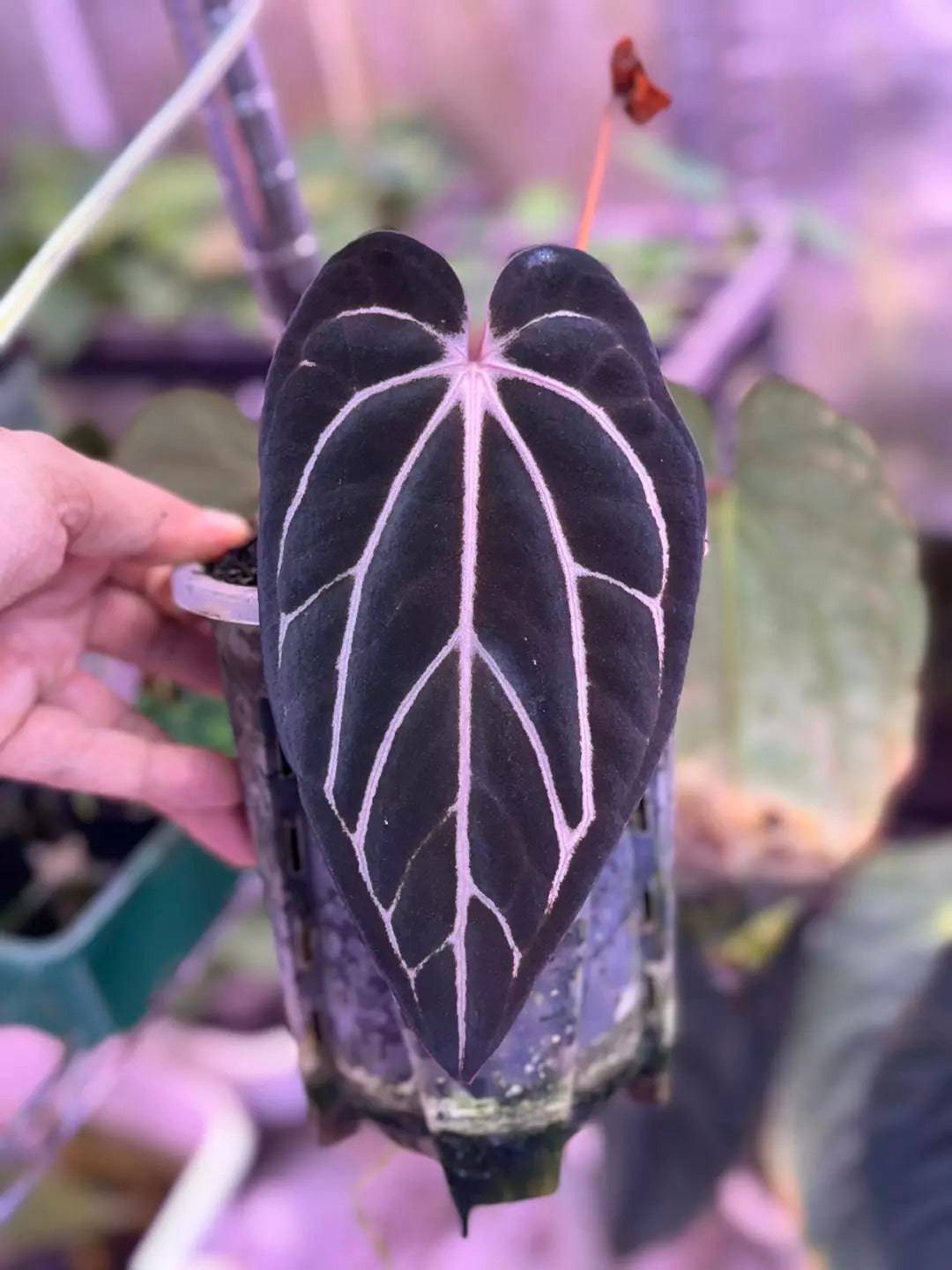 Anthurium ‘Vein Blade’ - SMUKHI