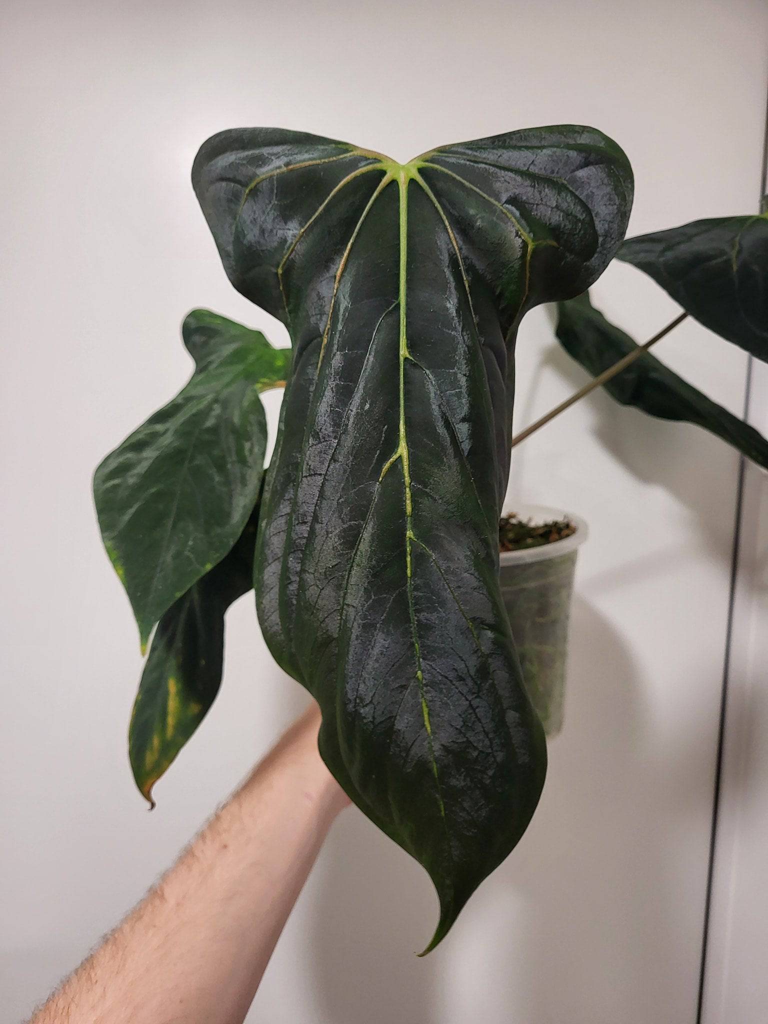 Anthurium (Fort Sherman x self) x (Ralph Lynam x Fort Sherman) - Seedlings - SMUKHI