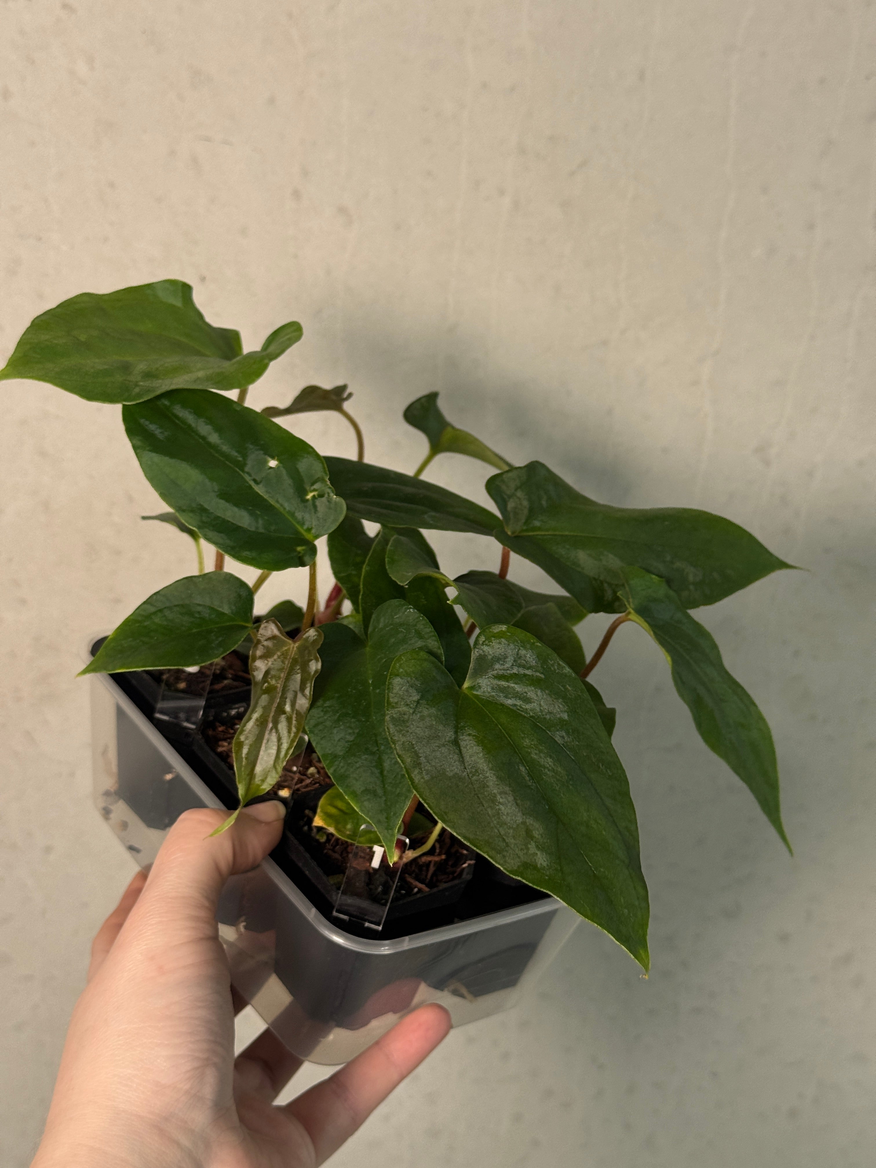 Anthurium Papillilaminum Ree Gardens x Ralph Lynam S1