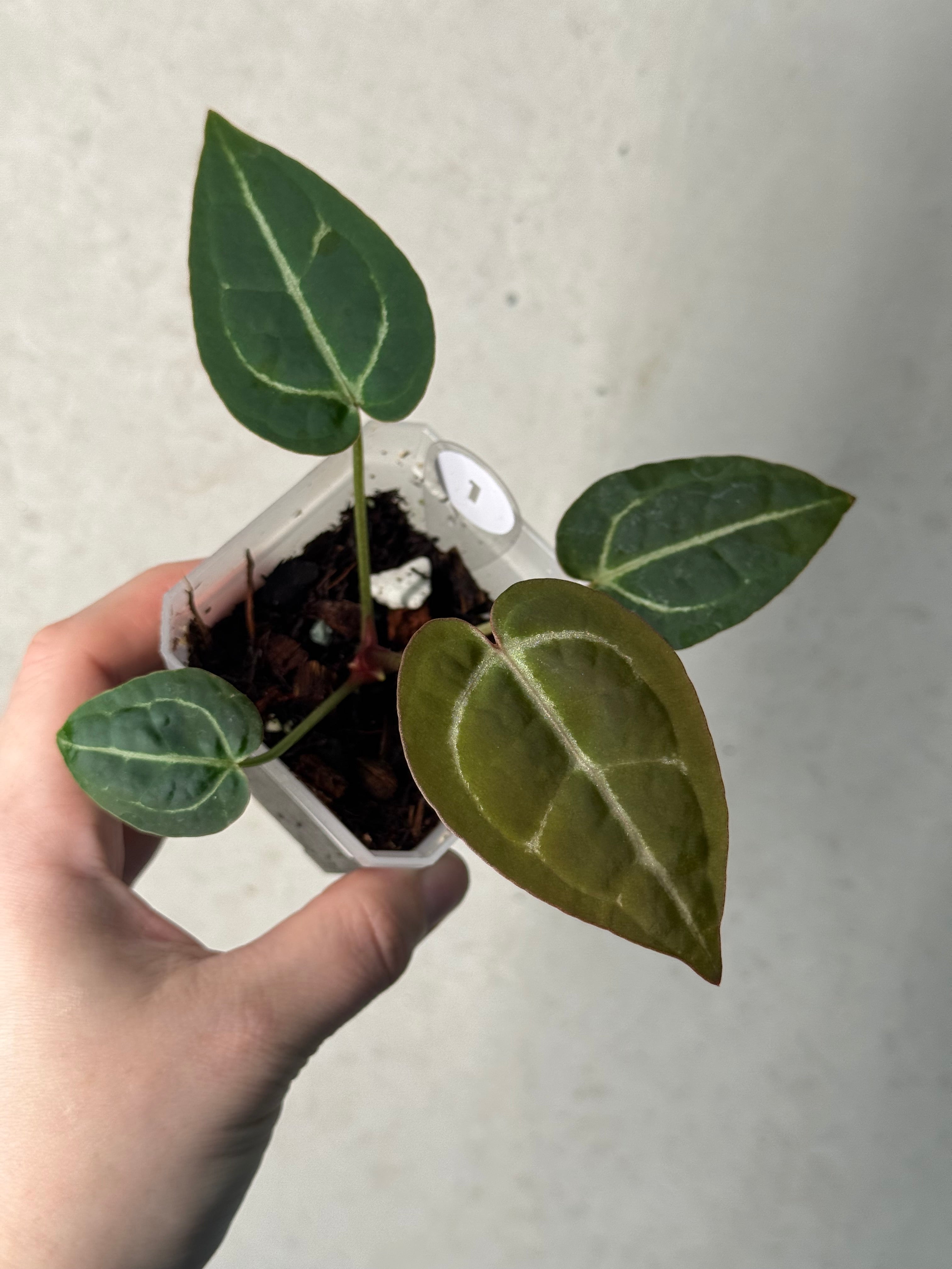 Anthurium Red Crystallinum WU5 x WU8