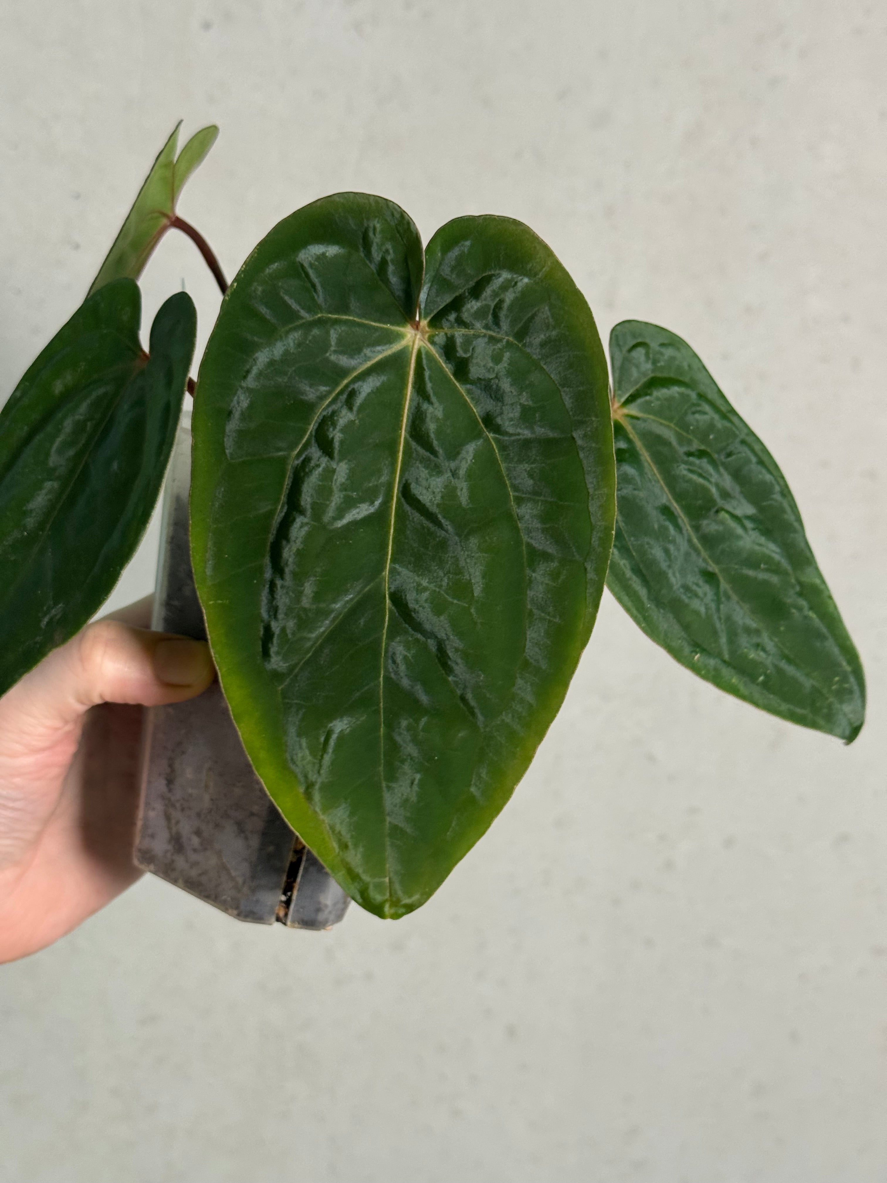 Anthurium (Ace of Spades x BVEP) x Ace of Spades DF - SMUKHI