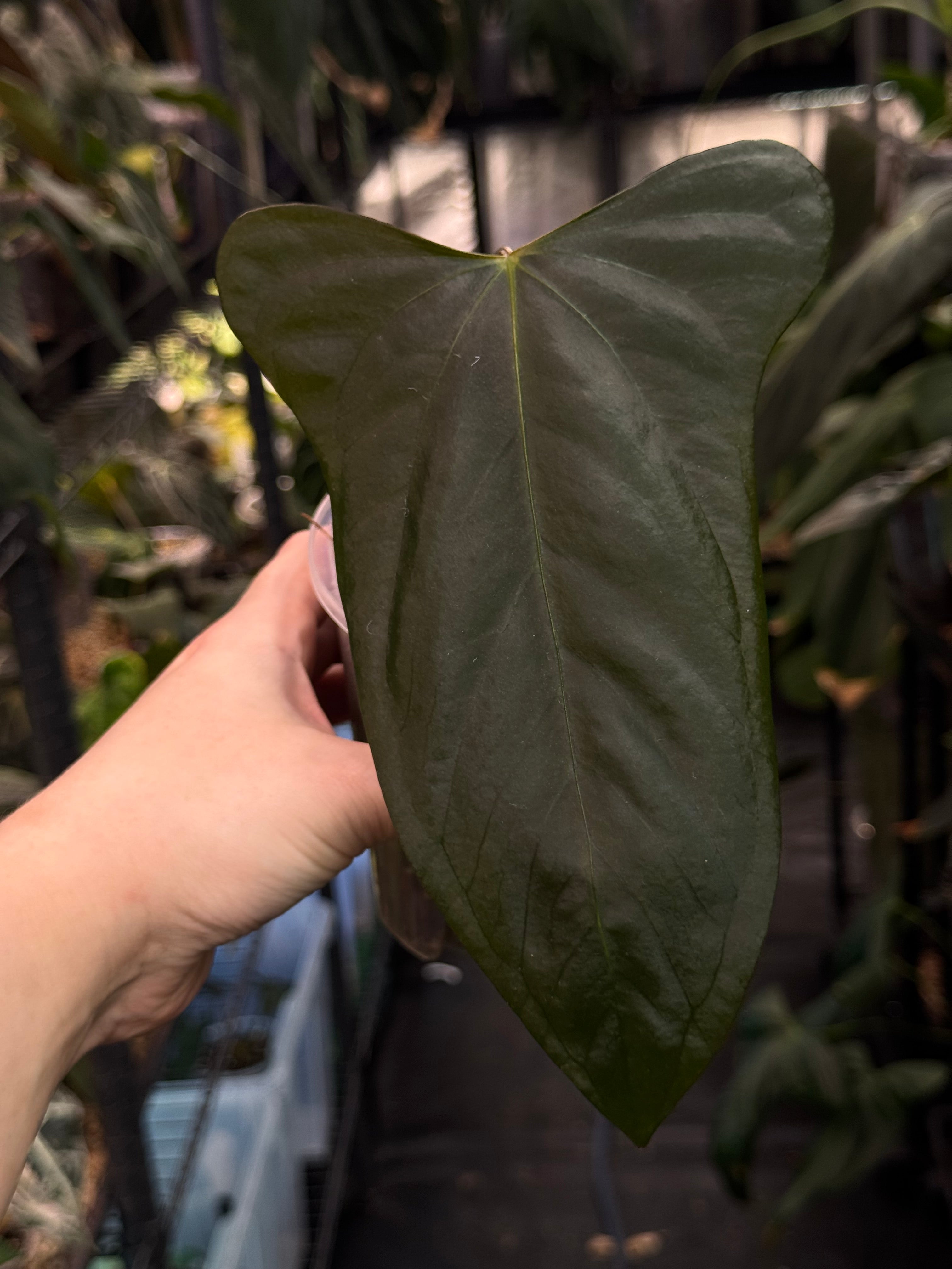 Anthurium Indo Portillae