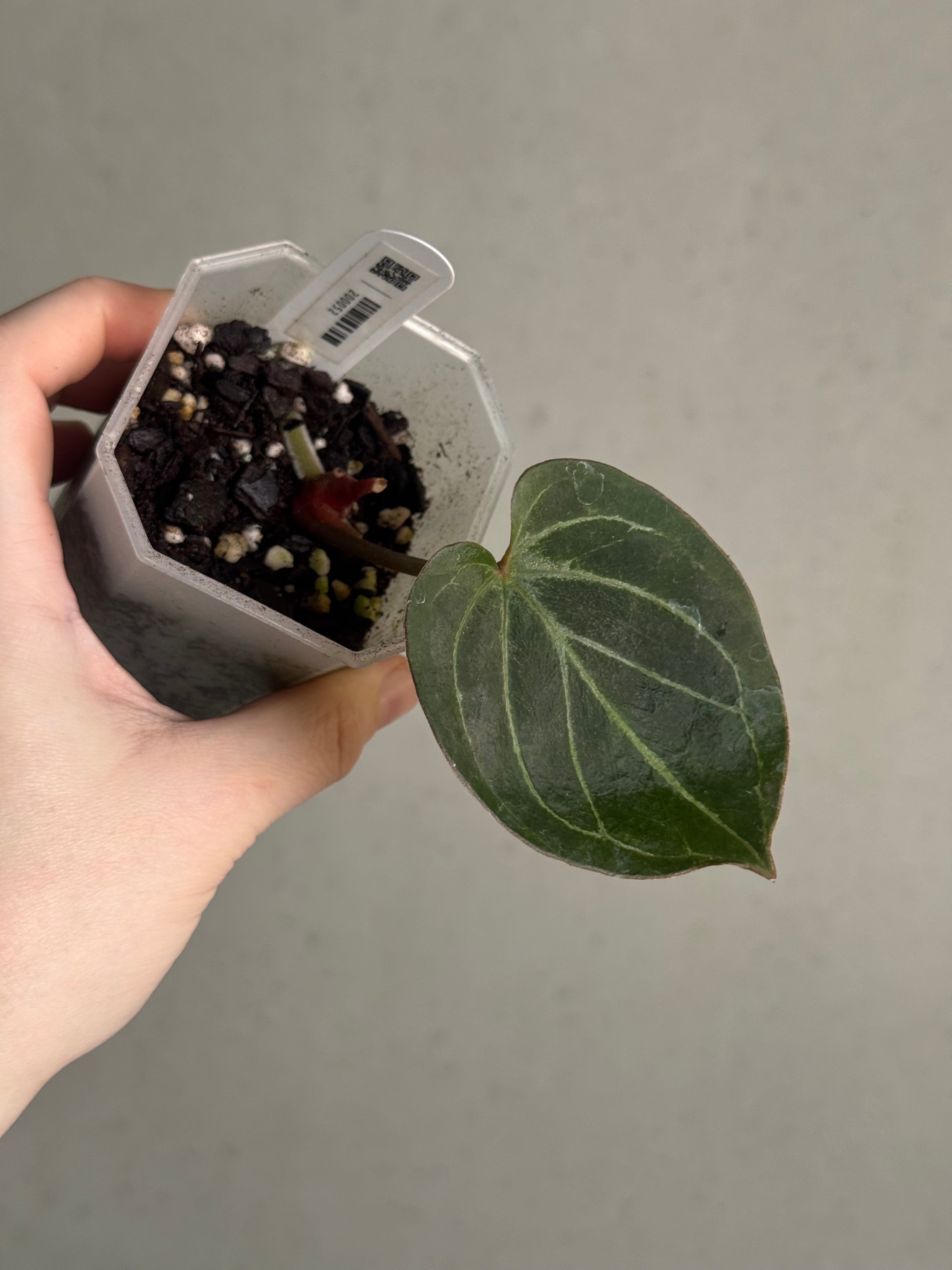 Anthurium HU ‘Round’ #1 - Clone - Pre-order - SMUKHI