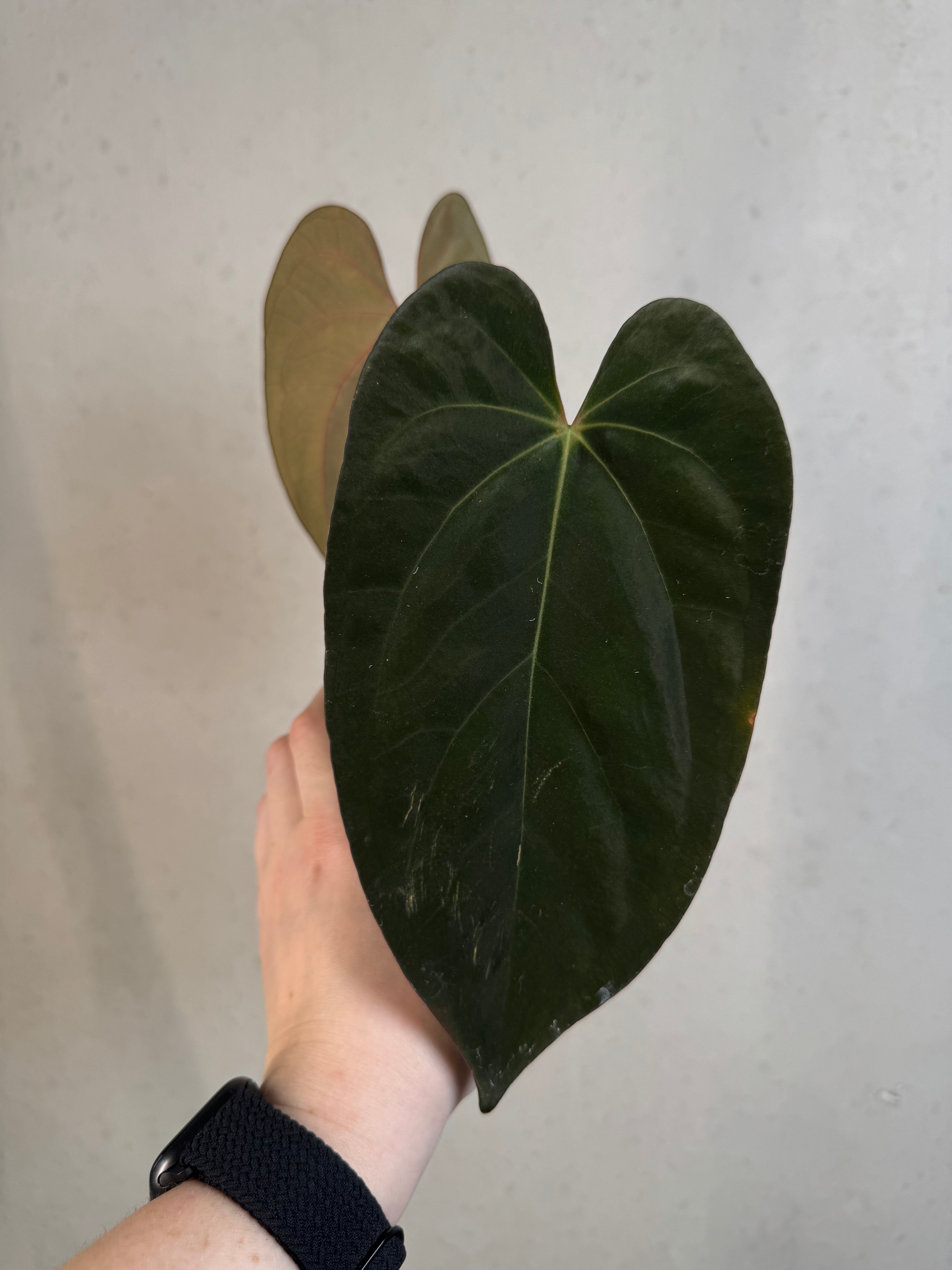 Anthurium Ace of Spades Dark Form x Papillilaminum 'Incurved lobes' - Clone